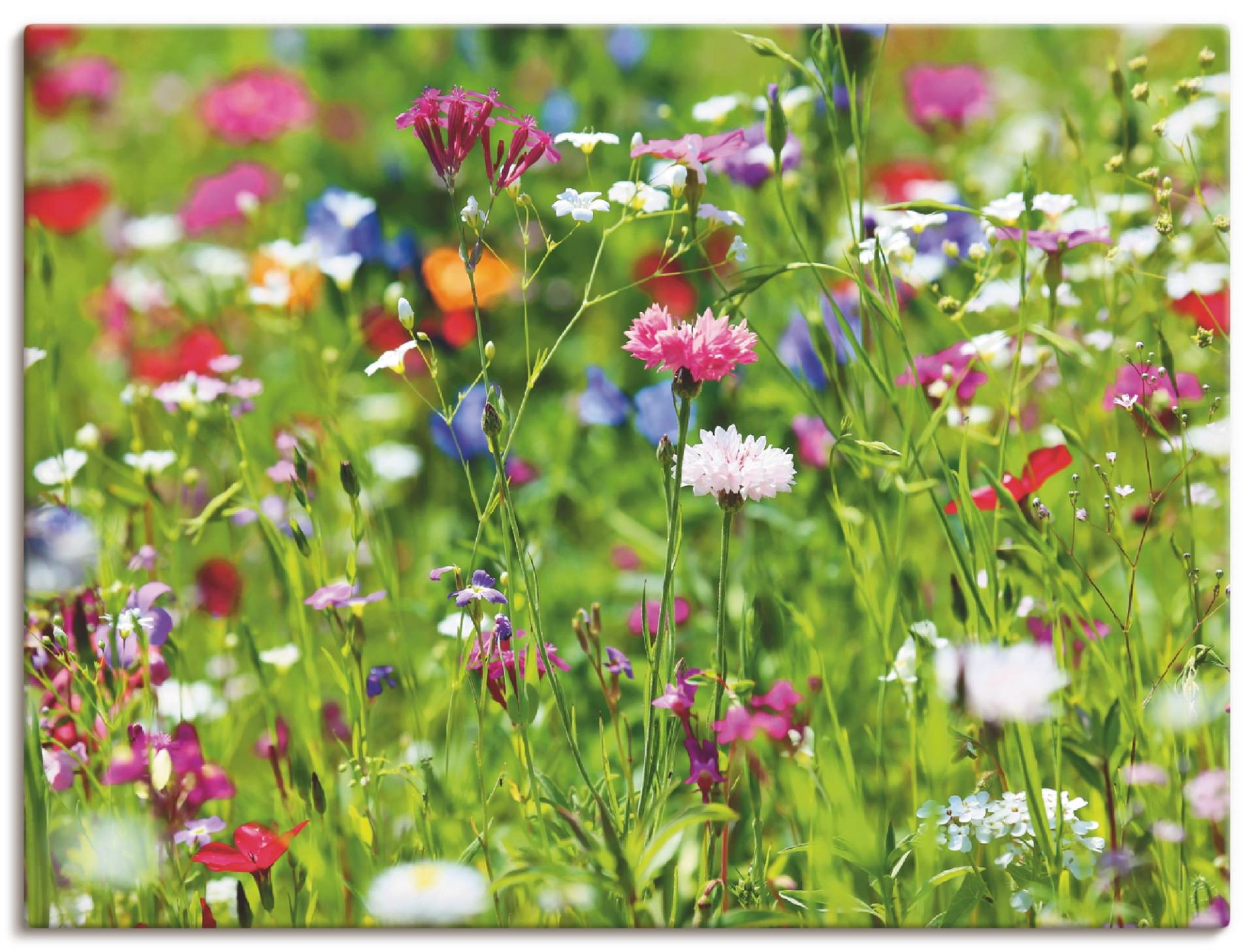 Artland Wandbild »Blumenwiese I«, Blumenwiese, (1 St.), als Leinwandbild, Poster in verschied. Grössen von Artland