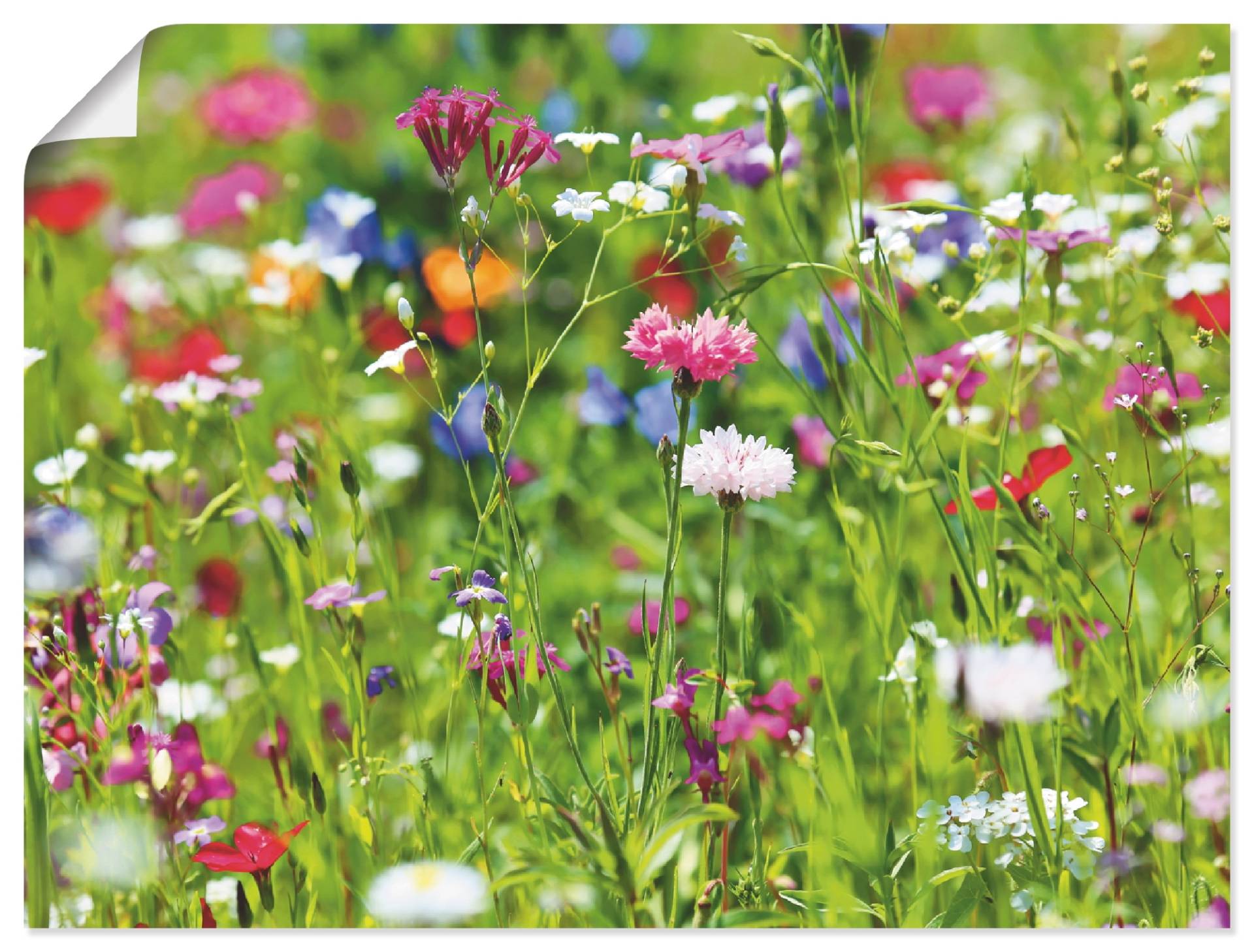 Artland Wandbild »Blumenwiese I«, Blumenwiese, (1 St.), als Leinwandbild, Poster in verschied. Grössen von Artland