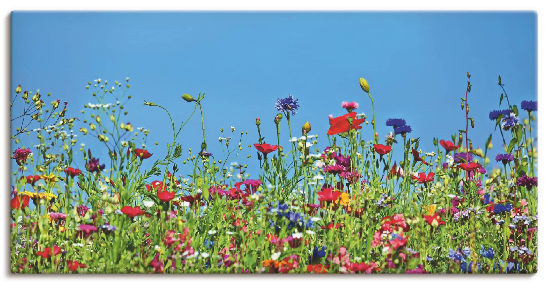 Artland Wandbild »Blumenwiese II«, Blumenwiese, (1 St.), als Leinwandbild, Wandaufkleber in verschied. Grössen von Artland