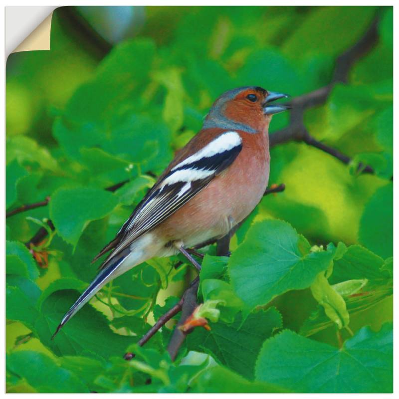 Artland Wandbild »Buchfink Lied«, Vögel, (1 St.), als Leinwandbild, Poster in verschied. Grössen von Artland