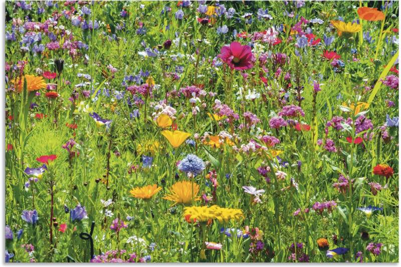 Artland Wandbild »Bunte Blumenwiese«, Blumenwiese, (1 St.), als Alubild, Outdoorbild, Leinwandbild, Poster, Wandaufkleber von Artland