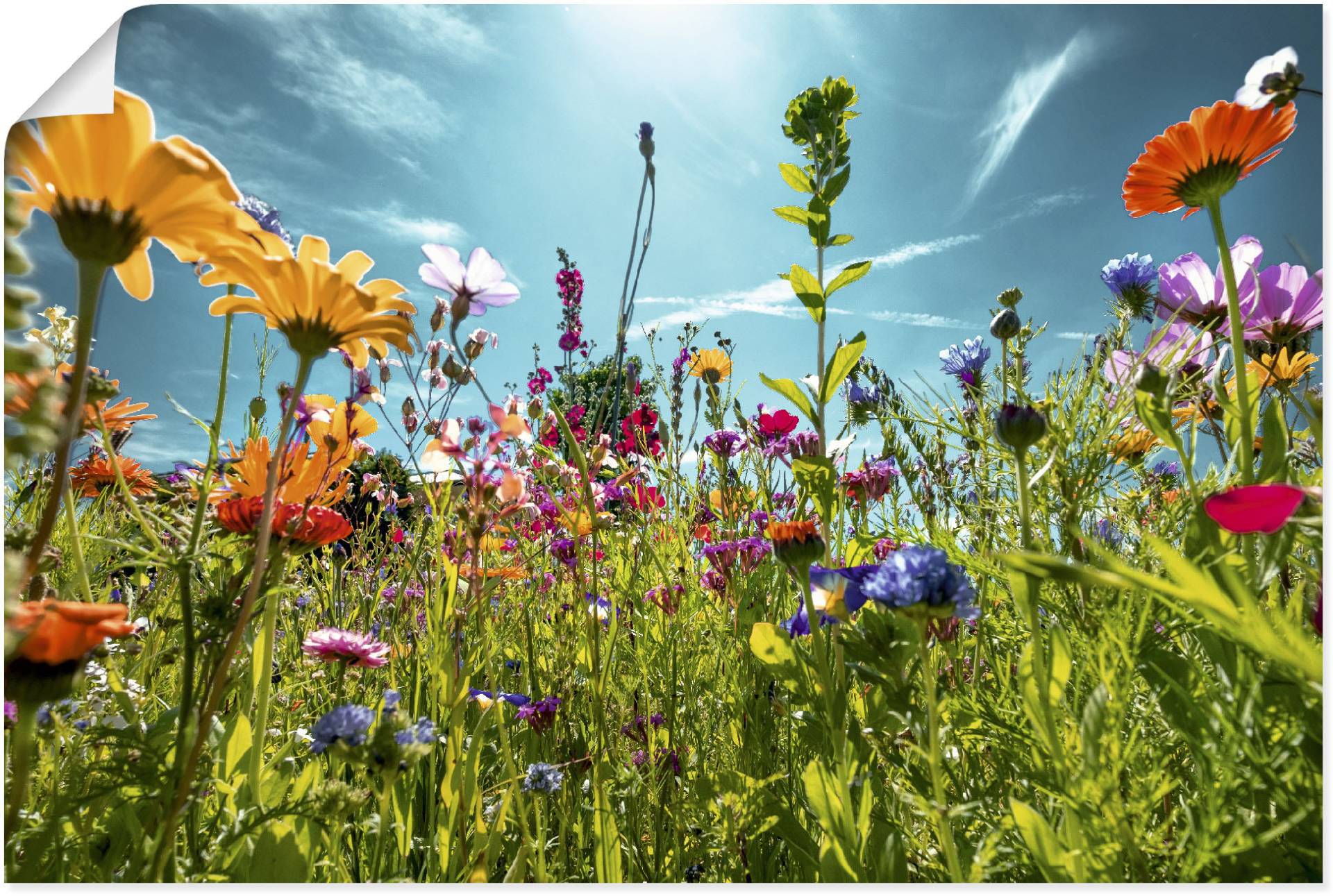 Artland Wandbild »Buntes Blumenfeld«, Blumenwiese, (1 St.), als Alubild, Outdoorbild, Leinwandbild, Poster, Wandaufkleber von Artland