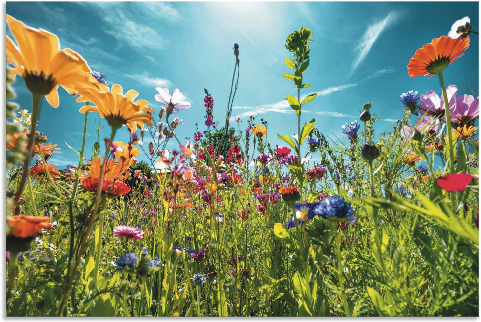 Artland Wandbild »Buntes Blumenfeld«, Blumenwiese, (1 St.), als Alubild, Outdoorbild, Leinwandbild, Poster, Wandaufkleber von Artland