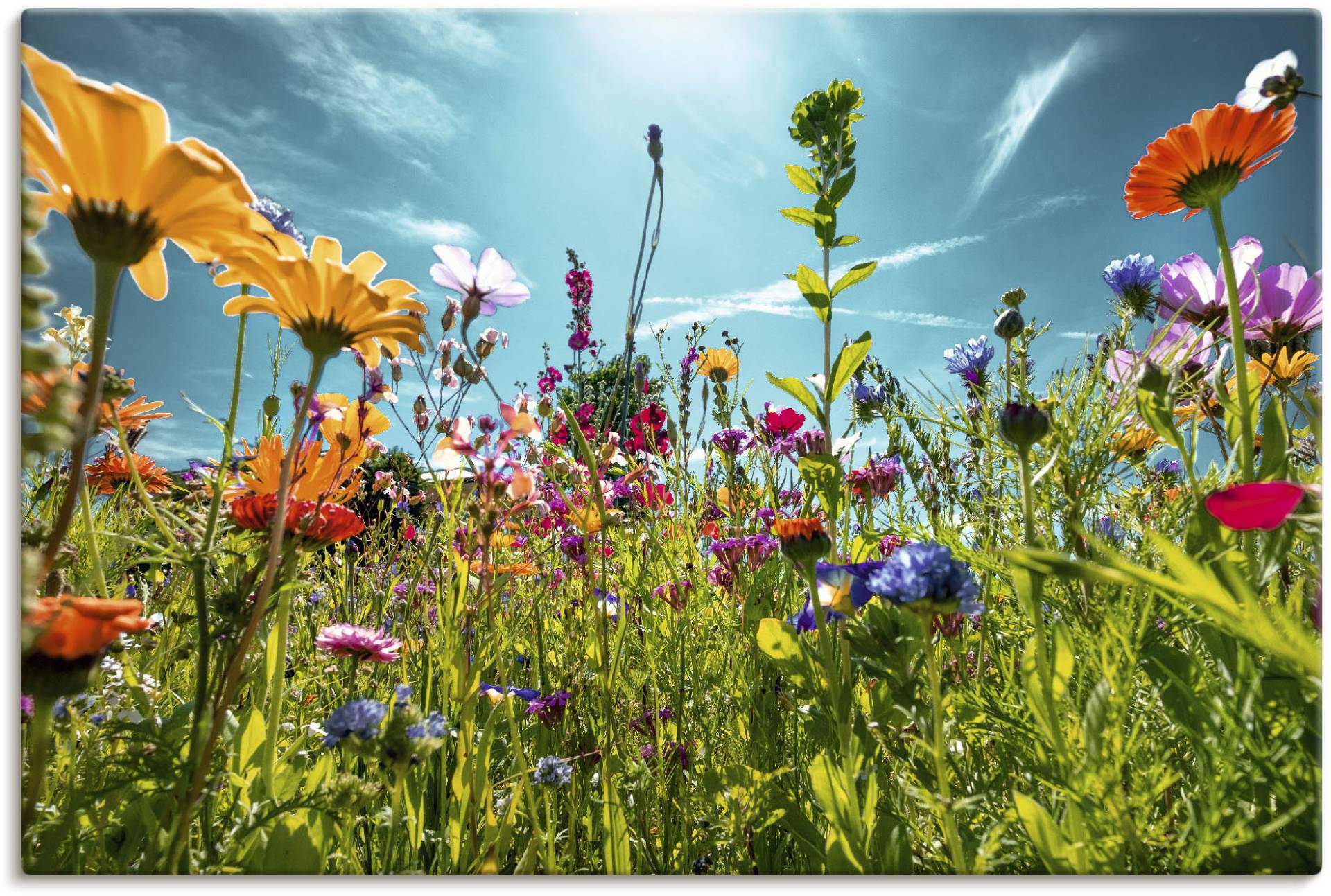 Artland Wandbild »Buntes Blumenfeld«, Blumenwiese, (1 St.), als Alubild, Outdoorbild, Leinwandbild, Poster, Wandaufkleber von Artland