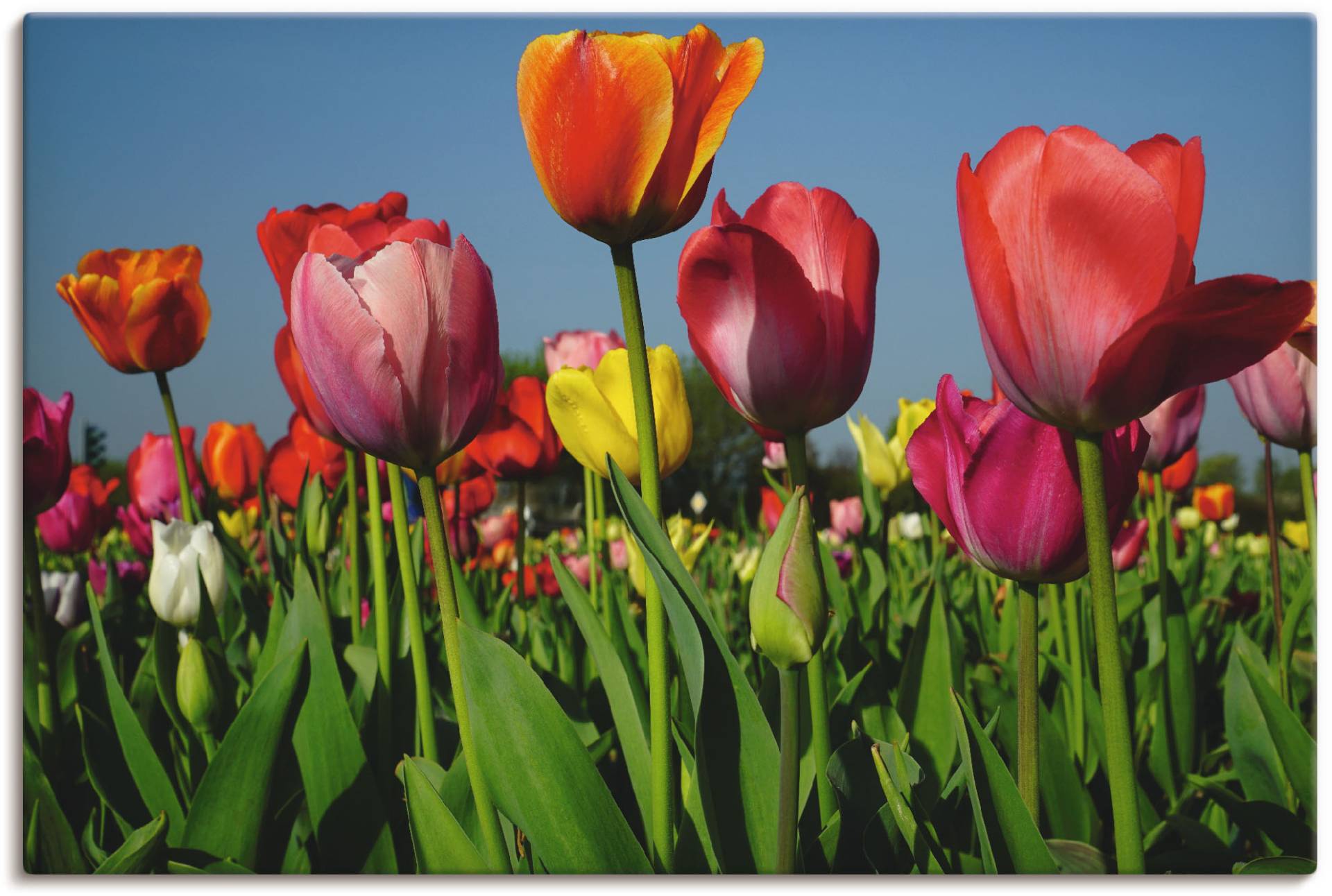 Artland Leinwandbild »Buntes Tulpenfeld«, Blumen, (1 St.), auf Keilrahmen gespannt von Artland