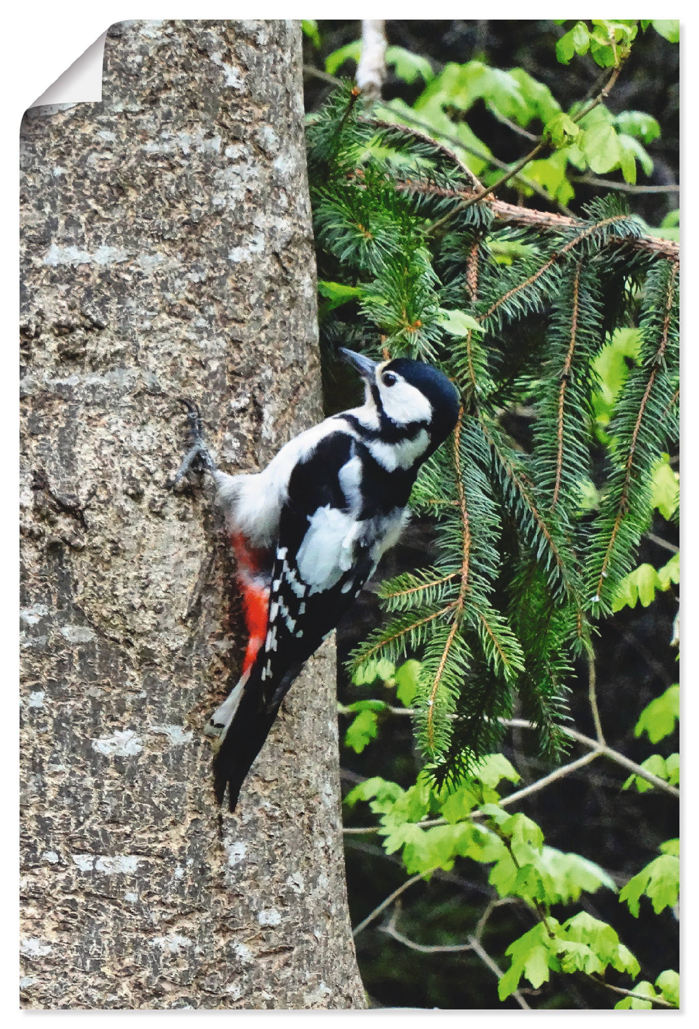 Artland Wandbild »Buntspecht im Wald«, Vögel, (1 St.), als Leinwandbild, Poster in verschied. Grössen von Artland