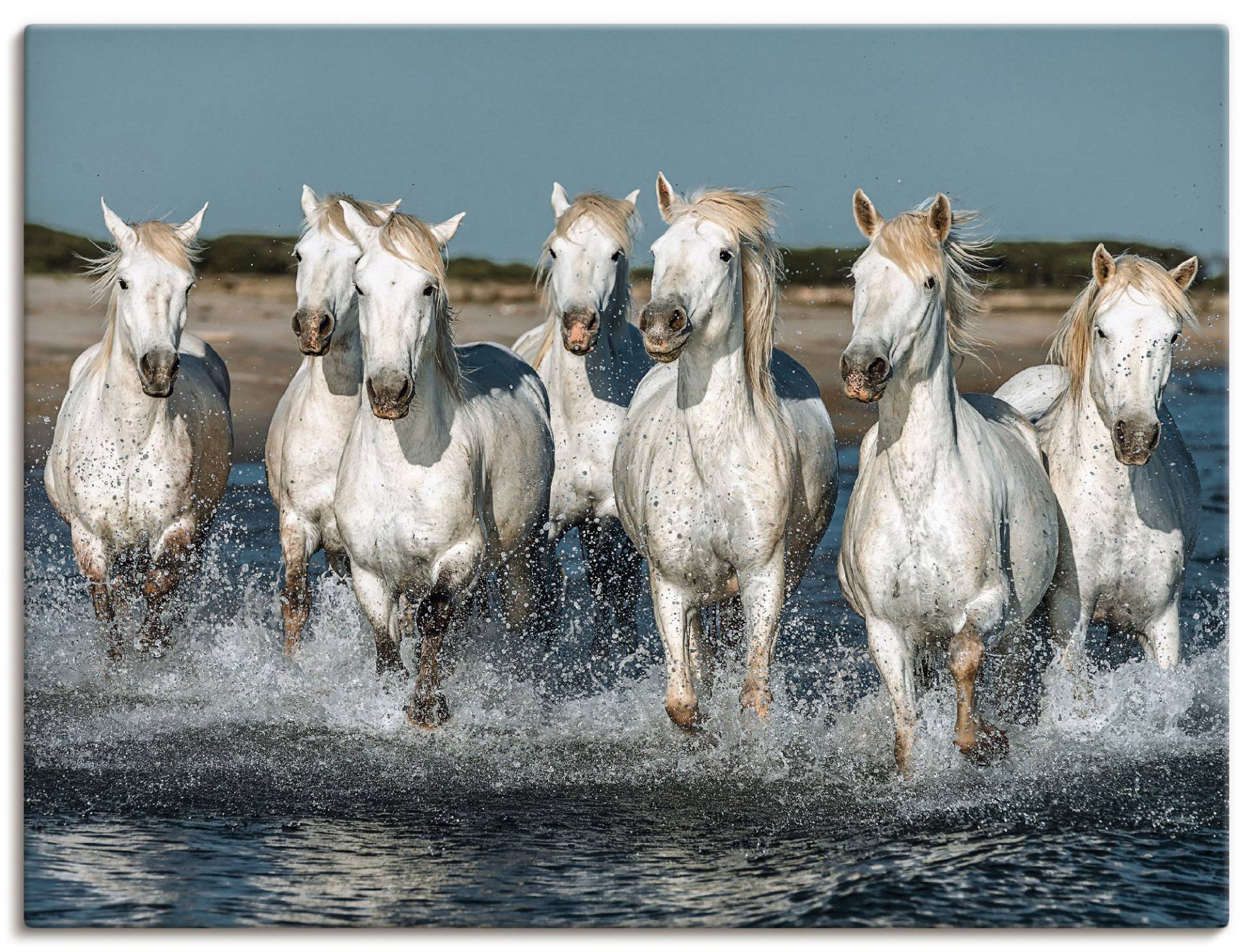 Artland Wandbild »Camargue Pferde galoppieren am Strand«, Haustiere, (1 St.), als Alubild, Outdoorbild, Leinwandbild, Poster, Wandaufkleber von Artland