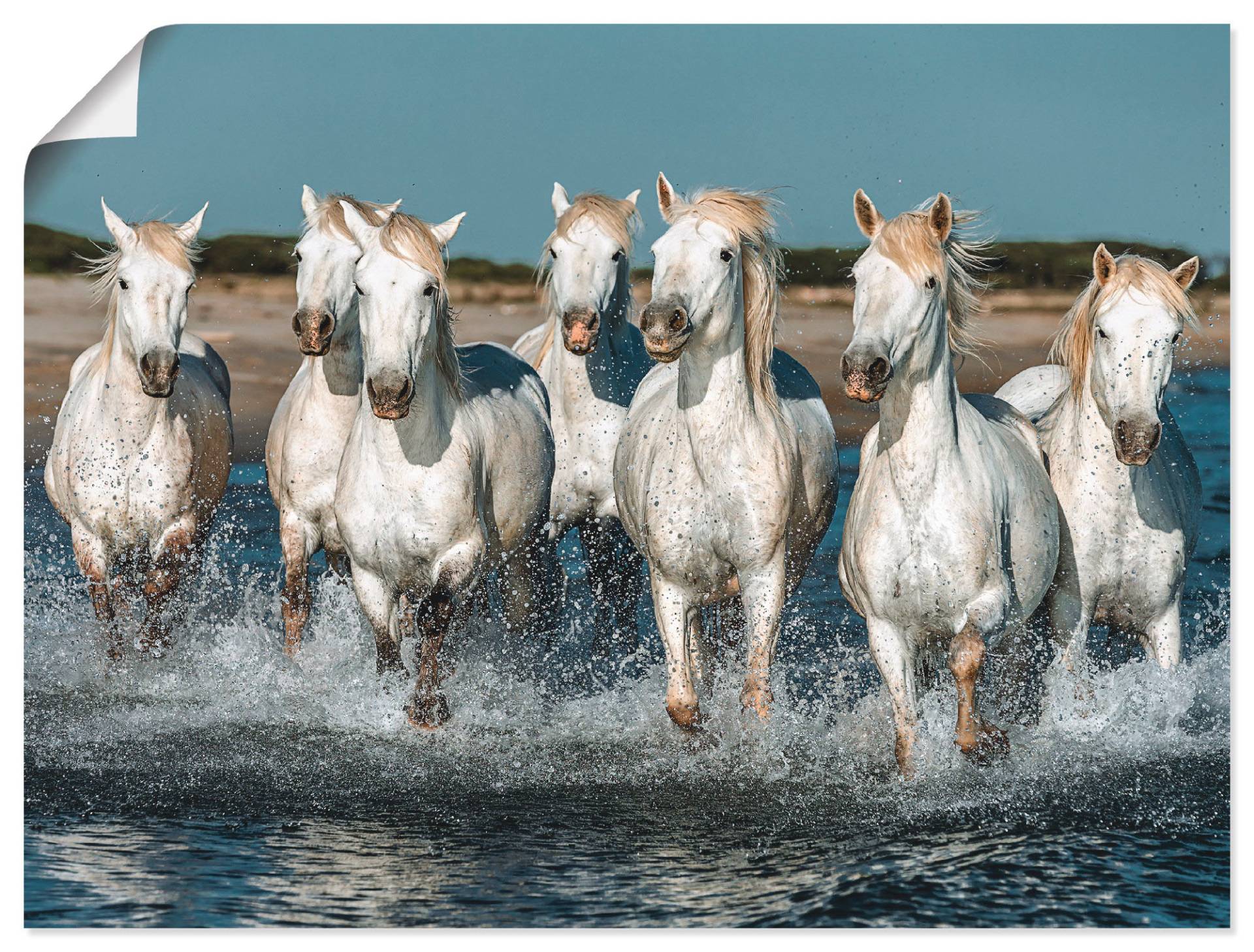 Artland Wandbild »Camargue Pferde galoppieren am Strand«, Haustiere, (1 St.), als Alubild, Outdoorbild, Leinwandbild, Poster, Wandaufkleber von Artland