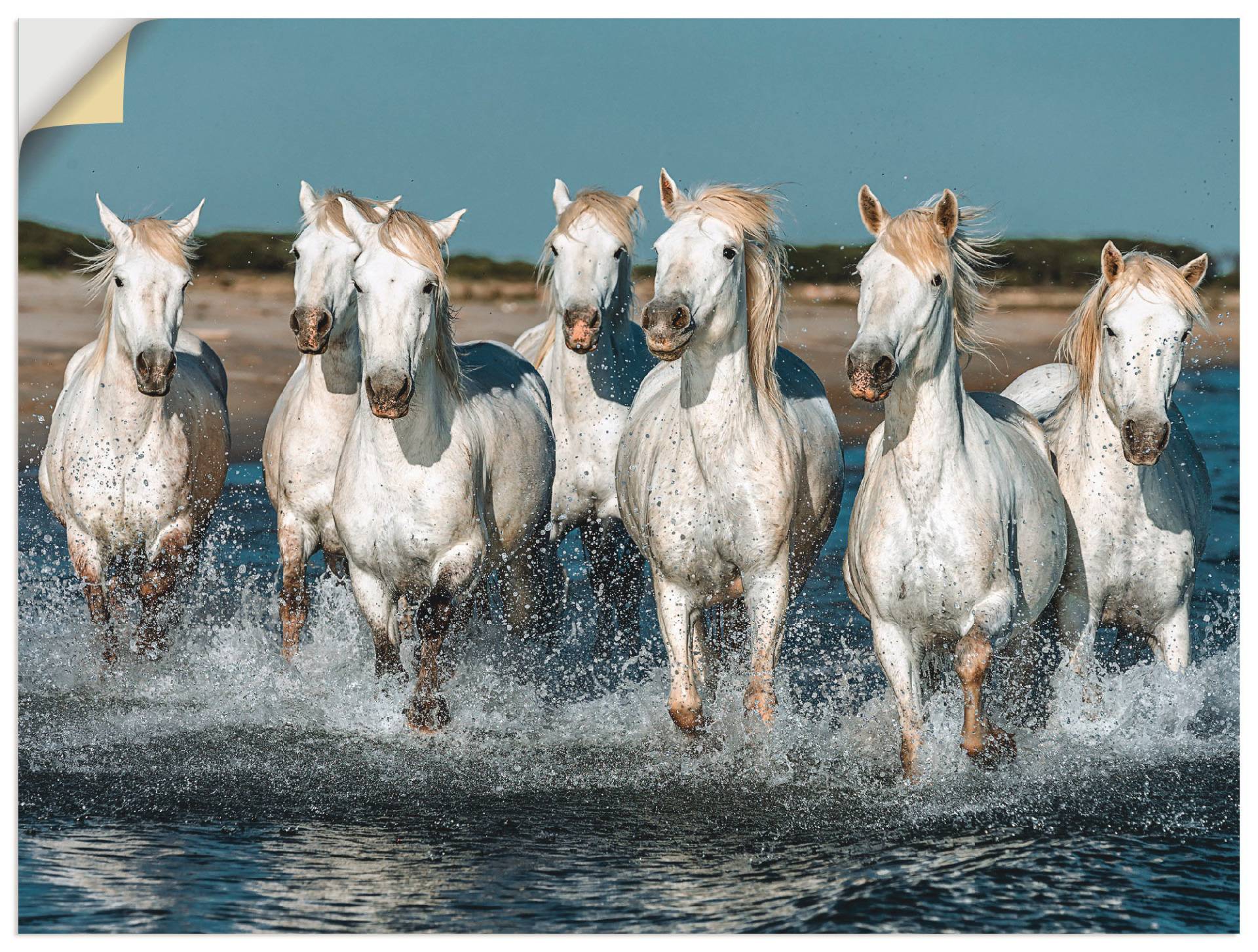 Artland Wandbild »Camargue Pferde galoppieren am Strand«, Haustiere, (1 St.), als Alubild, Outdoorbild, Leinwandbild, Poster, Wandaufkleber von Artland