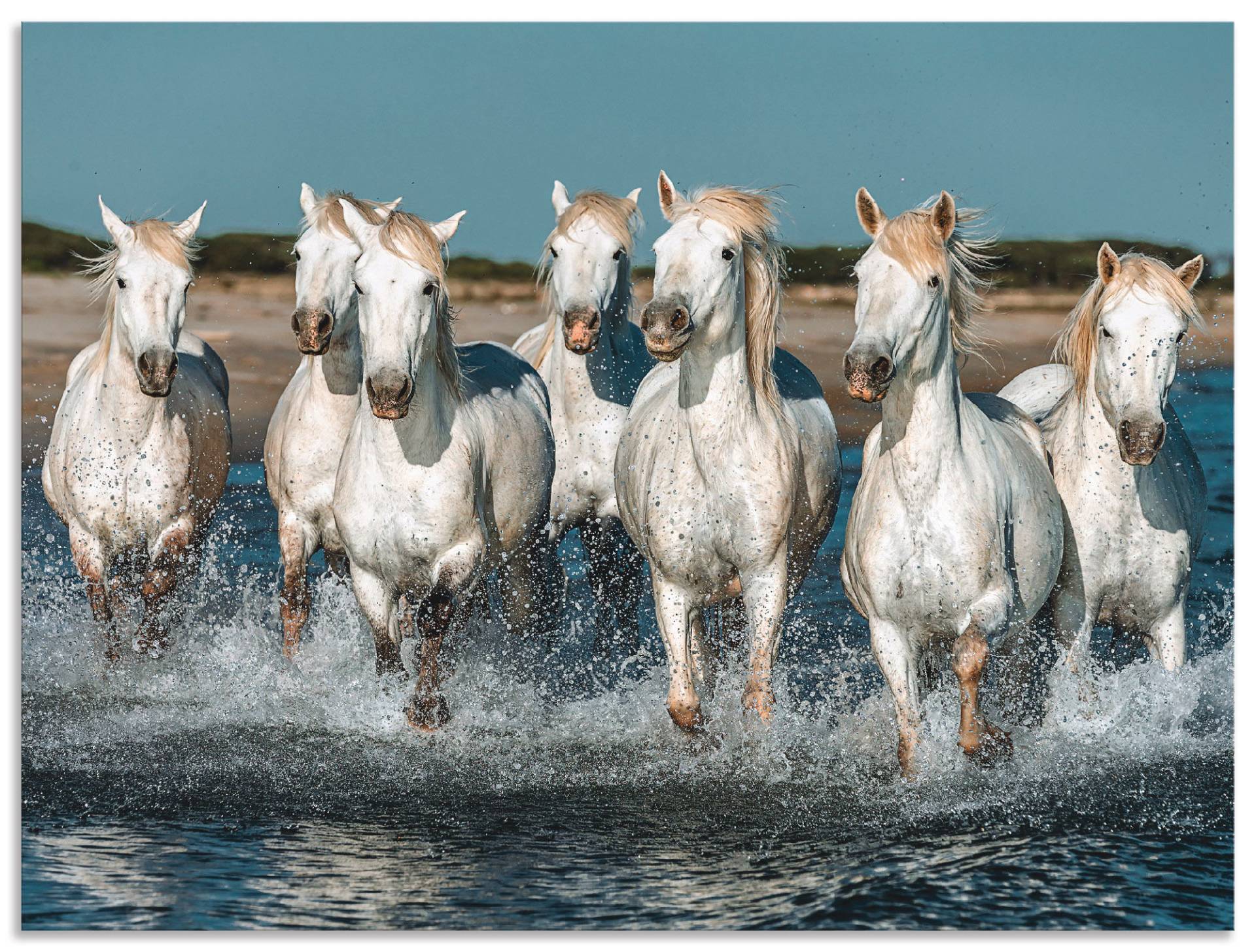 Artland Wandbild »Camargue Pferde galoppieren am Strand«, Haustiere, (1 St.), als Alubild, Outdoorbild, Leinwandbild, Poster, Wandaufkleber von Artland