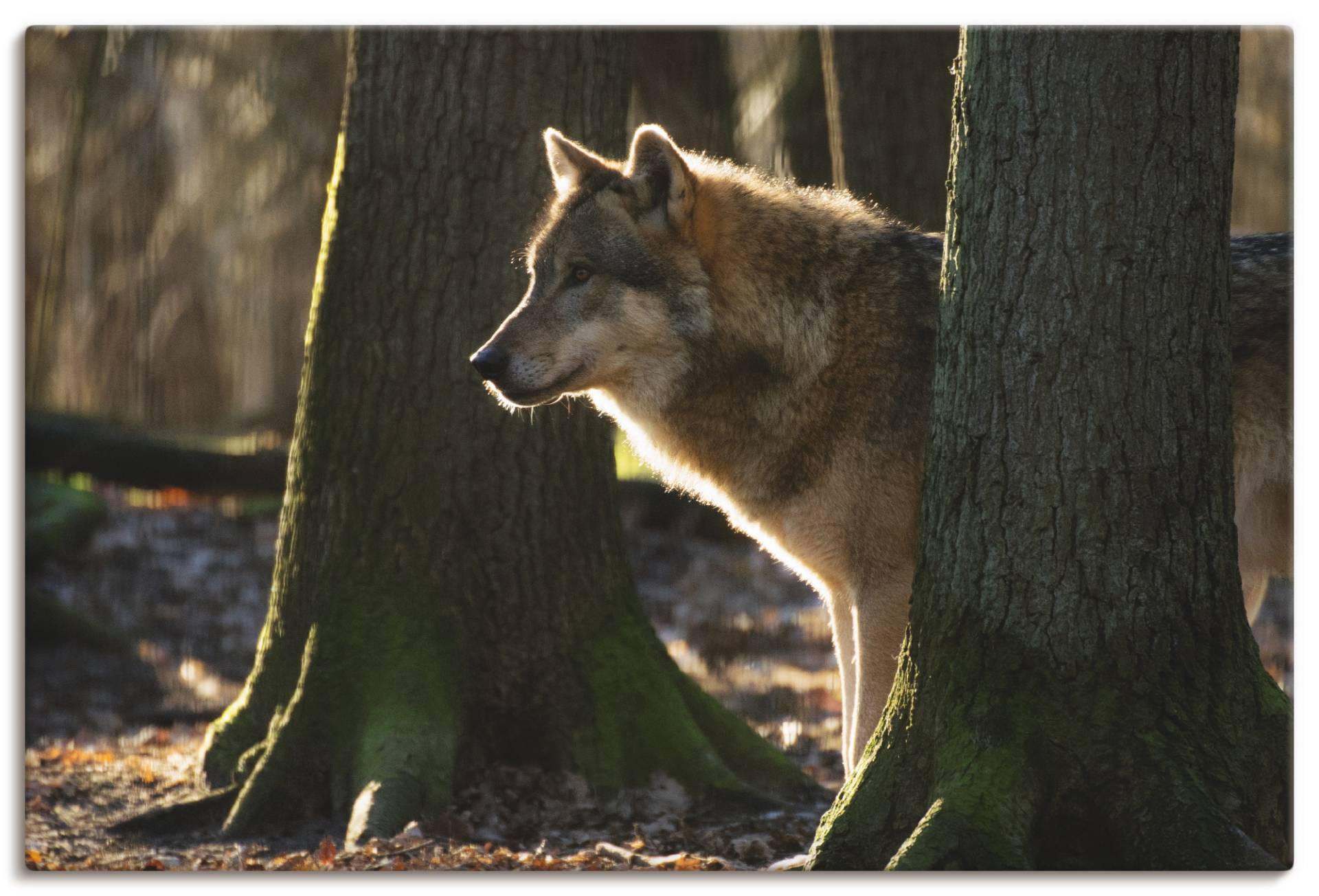 Artland Wandbild »Canis Lupus der Wolf«, Wildtiere, (1 St.), als Alubild, Leinwandbild, Wandaufkleber oder Poster in versch. Grössen von Artland