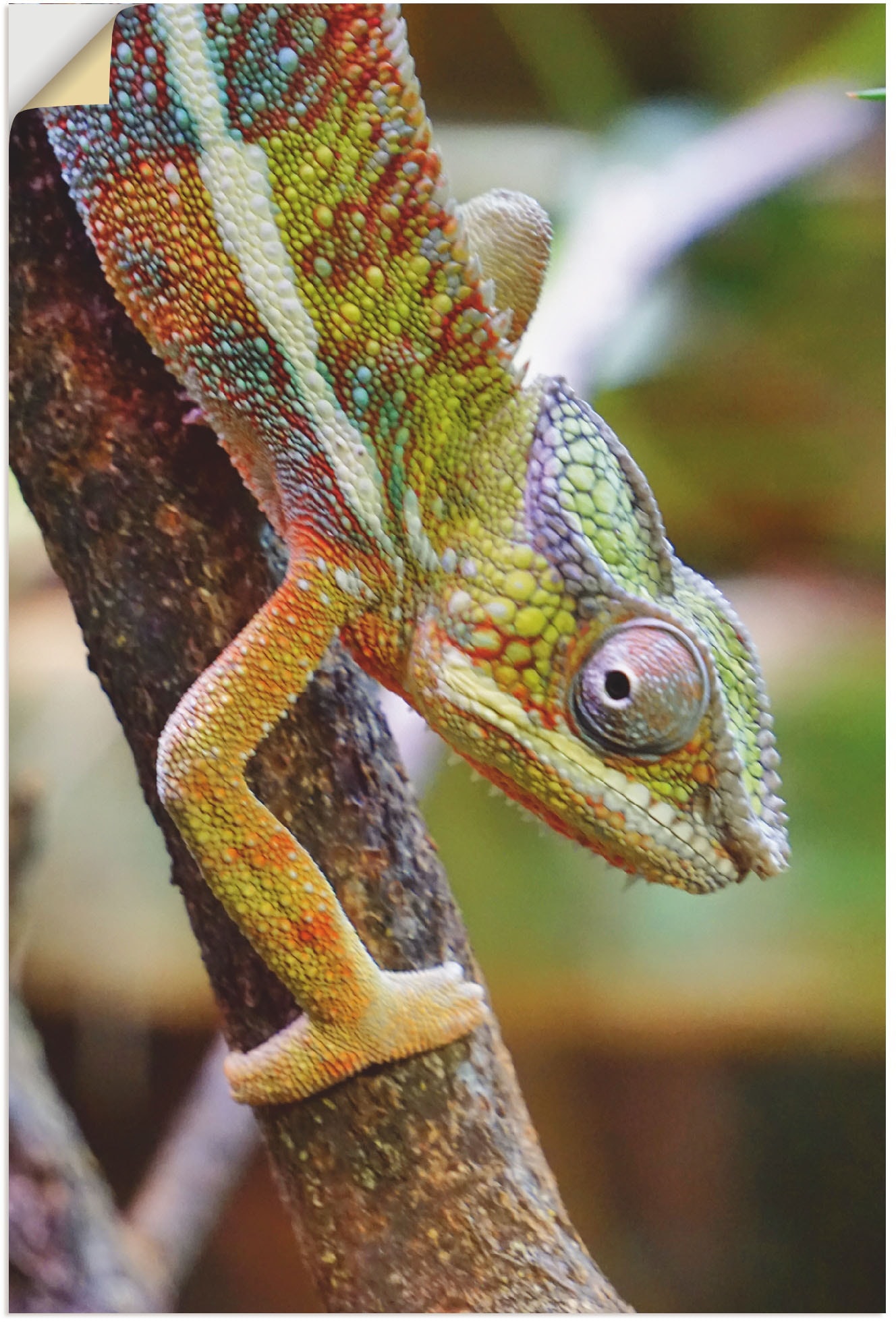 Artland Wandbild »Chamäleon«, Reptilien, (1 St.), als Alubild, Leinwandbild, Wandaufkleber oder Poster in versch. Grössen von Artland