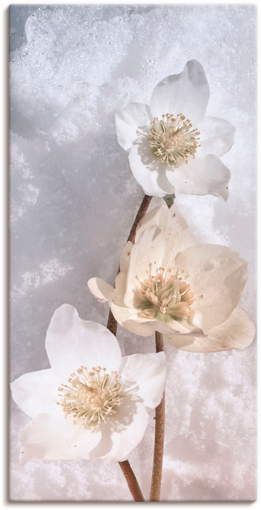 Artland Wandbild »Christrose im Schnee«, Blumen, (1 St.), als Leinwandbild, Poster in verschied. Grössen von Artland