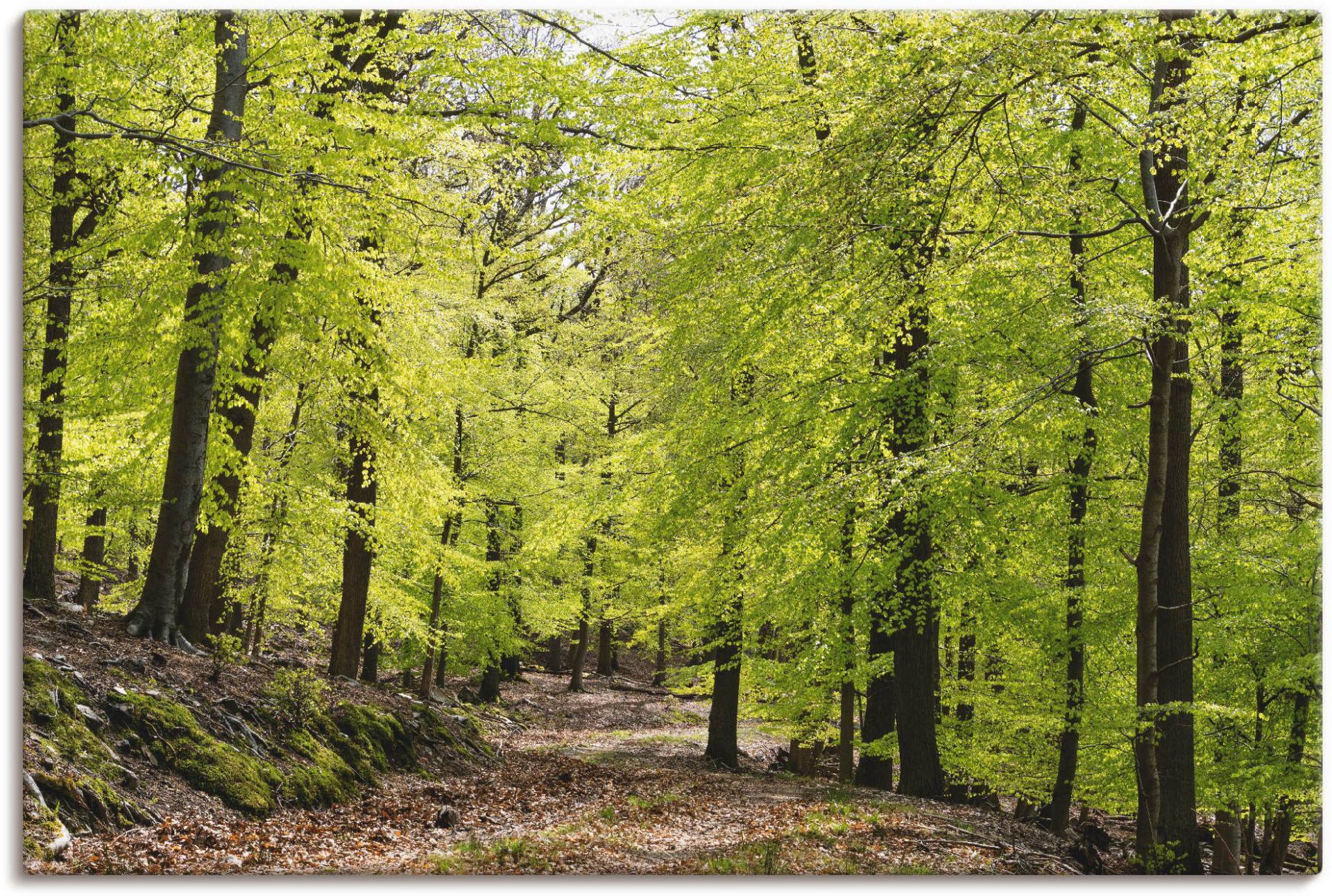 Artland Wandbild »Die Buchen im Frühling«, Wald, (1 St.), als Alubild, Outdoorbild, Leinwandbild, Poster, Wandaufkleber von Artland