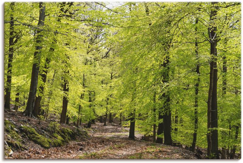 Artland Wandbild »Die Buchen im Frühling«, Wald, (1 St.), als Alubild, Outdoorbild, Leinwandbild, Poster, Wandaufkleber von Artland