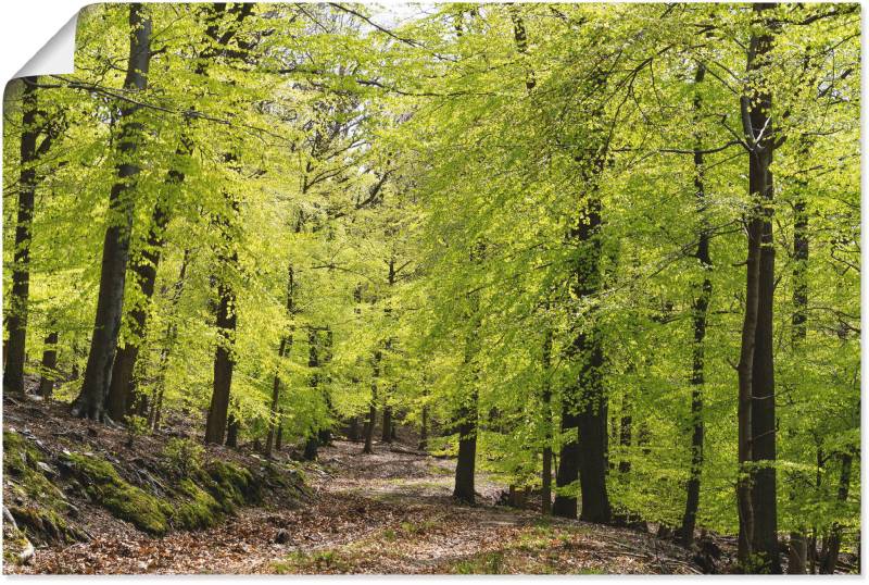 Artland Wandbild »Die Buchen im Frühling«, Wald, (1 St.), als Alubild, Outdoorbild, Leinwandbild, Poster, Wandaufkleber von Artland