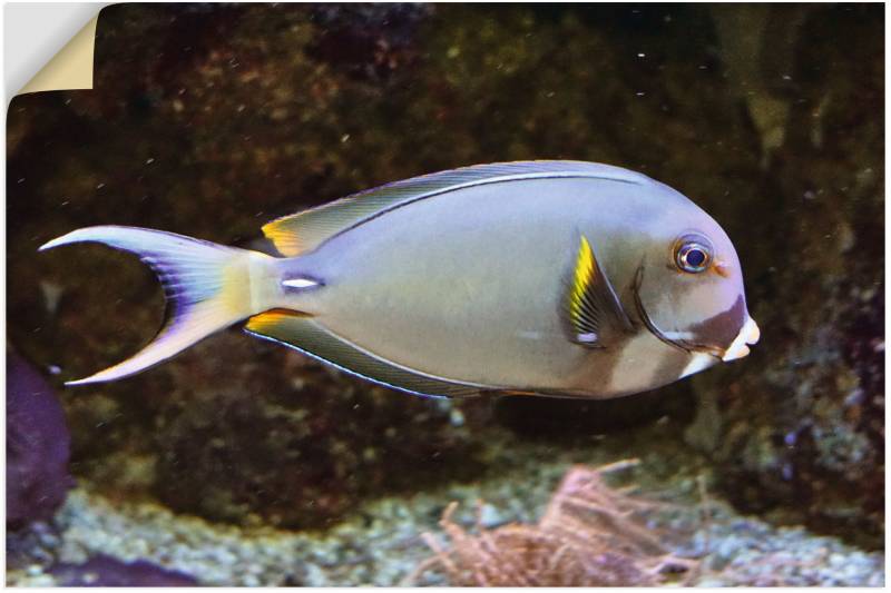 Artland Wandbild »Doktorfisch«, Wassertiere, (1 St.), als Alubild, Leinwandbild, Wandaufkleber oder Poster in versch. Grössen von Artland