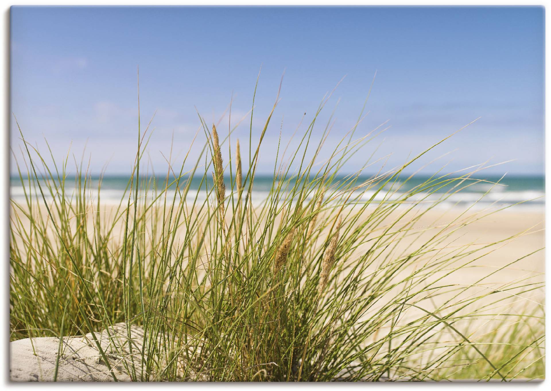 Artland Wandbild »Dünengras«, Strand, (1 St.), als Alubild, Outdoorbild, Leinwandbild, Poster in verschied. Grössen von Artland