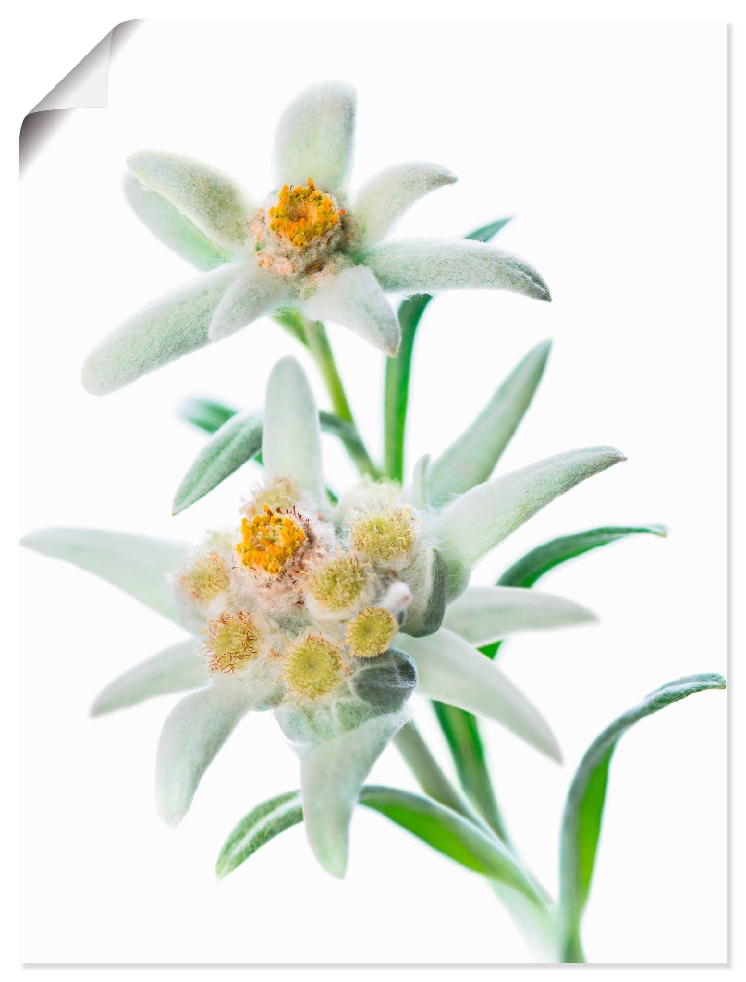 Artland Wandbild »Edelweiss«, Blumen, (1 St.), als Poster, Wandaufkleber in verschied. Grössen von Artland