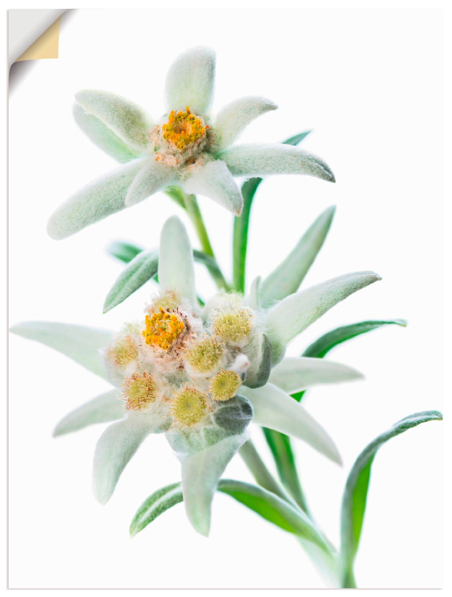 Artland Wandbild »Edelweiss«, Blumen, (1 St.), als Poster, Wandaufkleber in verschied. Grössen von Artland
