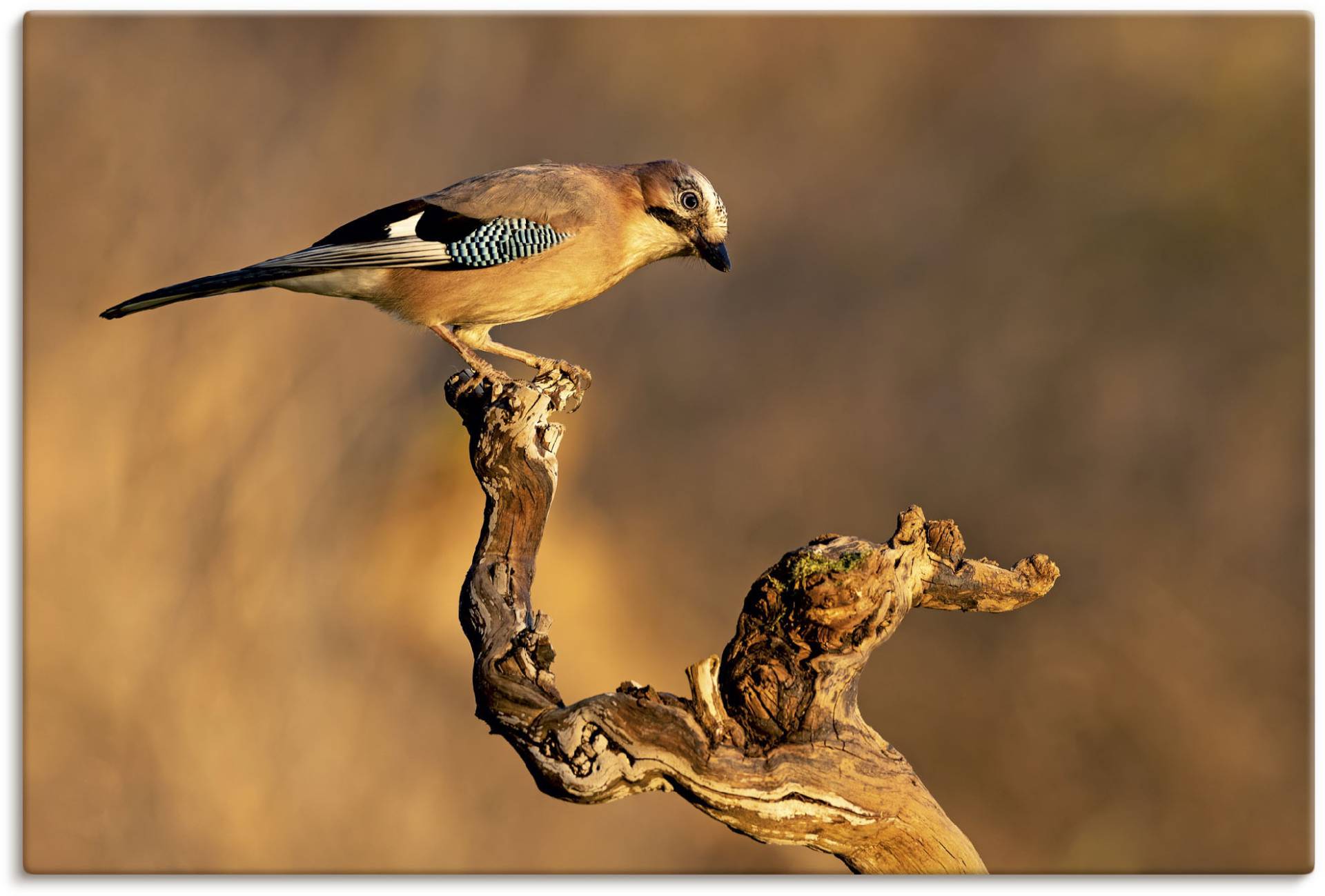 Artland Wandbild »Eichelhäher«, Vogelbilder, (1 St.), als Leinwandbild, Poster in verschied. Grössen von Artland