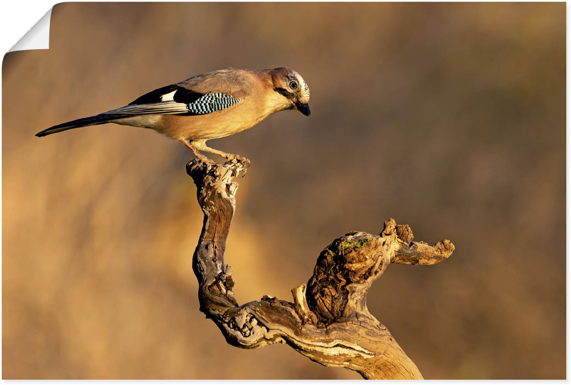 Artland Wandbild »Eichelhäher«, Vogelbilder, (1 St.), als Leinwandbild, Poster in verschied. Grössen von Artland