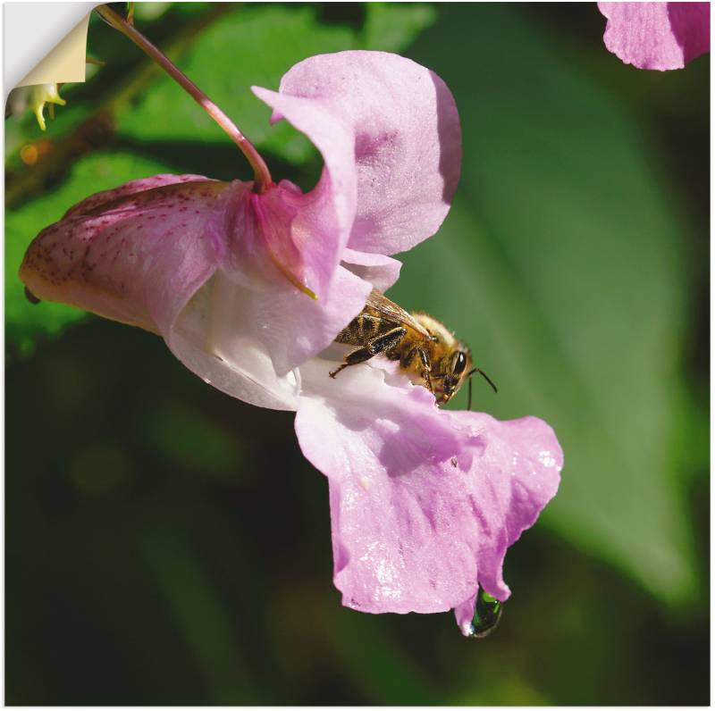 Artland Wandbild »Eine Biene besucht eine grosse Blüte«, Insekten, (1 St.), als Alubild, Leinwandbild, Wandaufkleber oder Poster in versch. Grössen von Artland