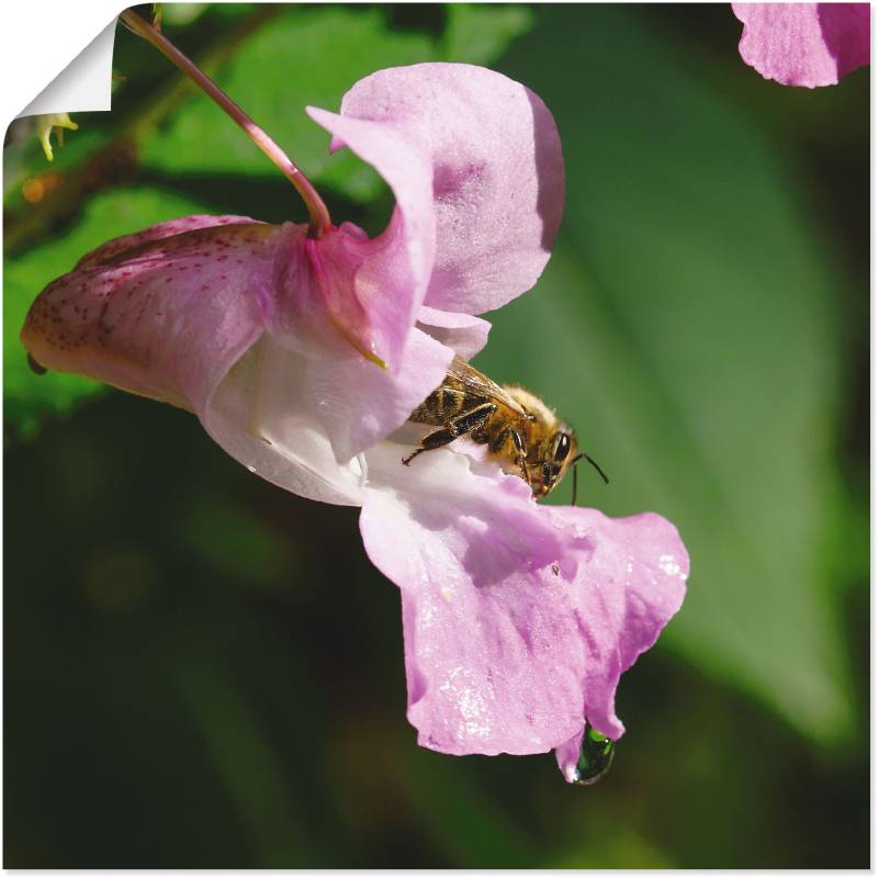 Artland Wandbild »Eine Biene besucht eine grosse Blüte«, Insekten, (1 St.), als Alubild, Leinwandbild, Wandaufkleber oder Poster in versch. Grössen von Artland