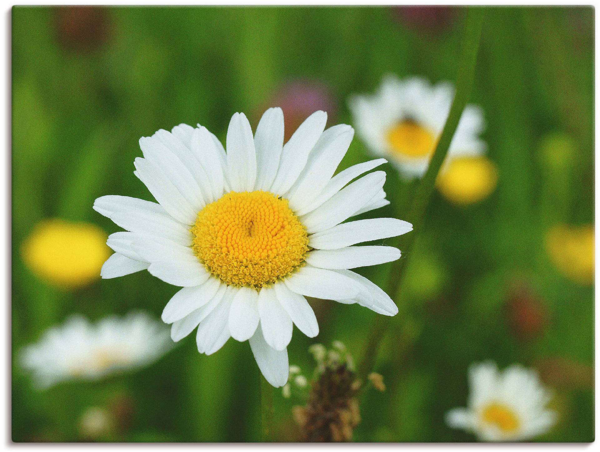 Artland Leinwandbild »Eine Margerite auf der Blumenwiese«, Blumen, (1 St.), auf Keilrahmen gespannt Artland Leinwandbild »Eine Margerite auf der Blumenwiese«, Blumen, (1 St.), auf Keilrahmen gespannt von Artland