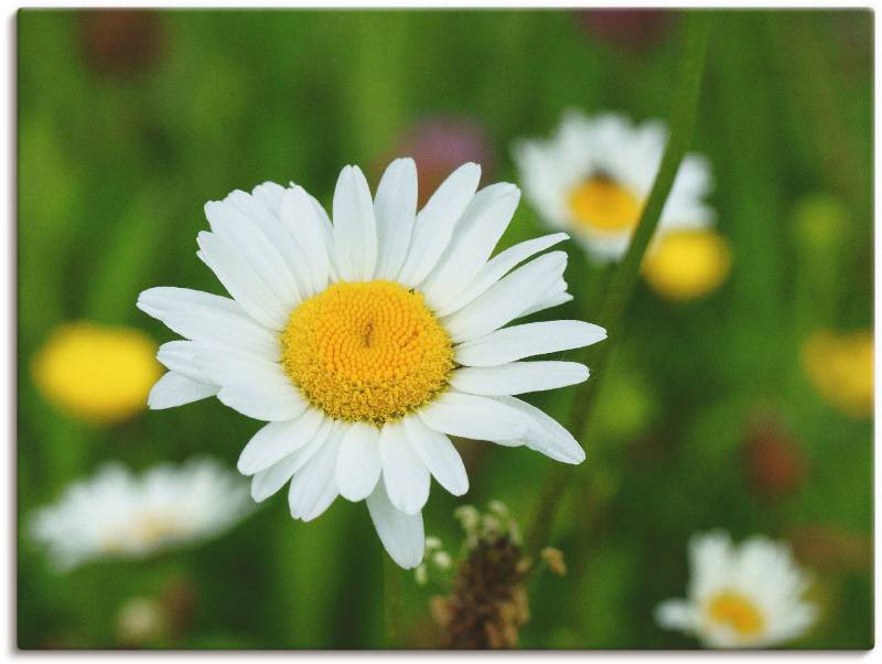 Artland Leinwandbild »Eine Margerite auf der Blumenwiese«, Blumen, (1 St.), auf Keilrahmen gespannt von Artland