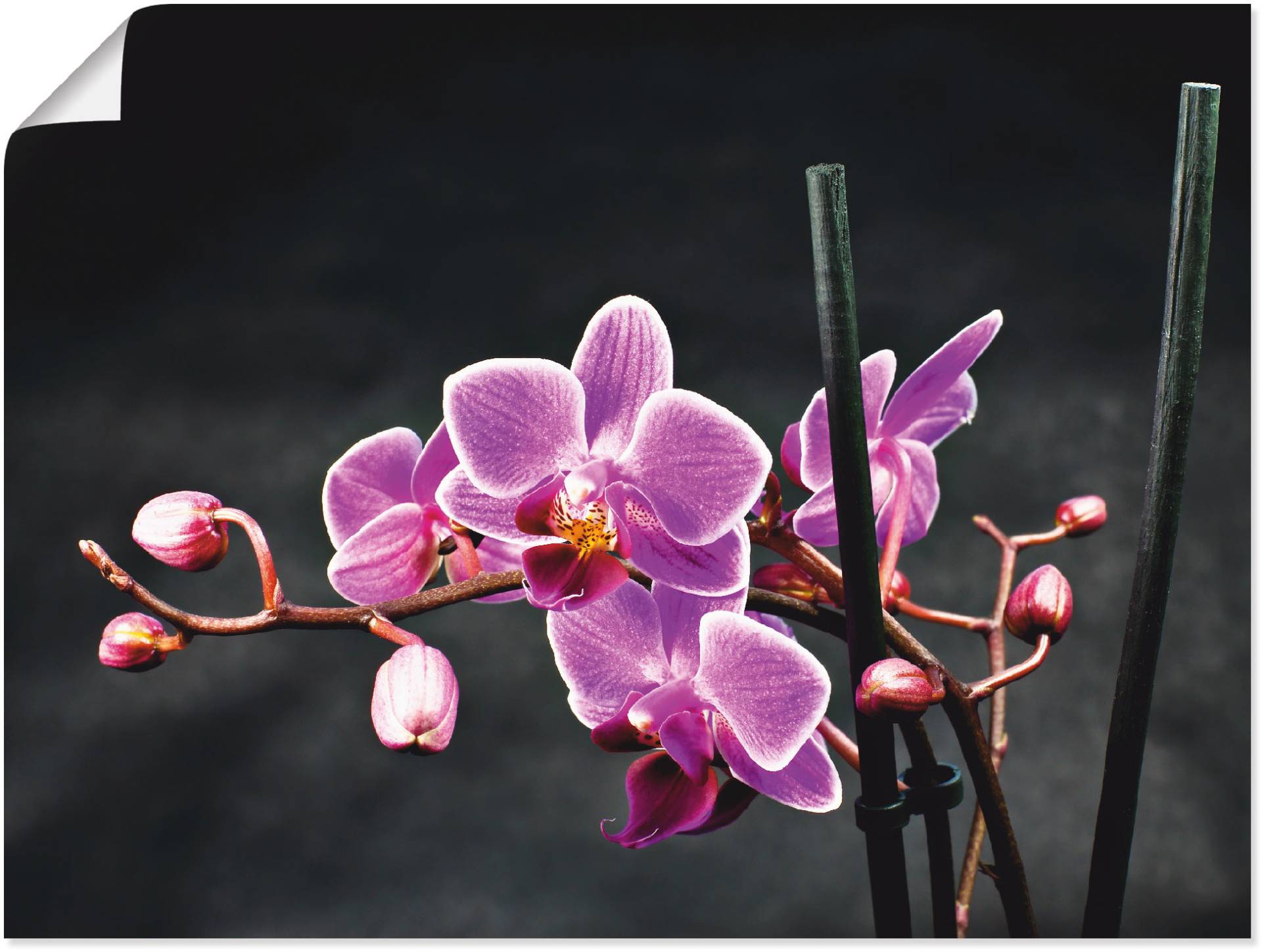 Artland Wandbild »Eine Orchidee vor schwarzem Hintergrund«, Blumen, (1 St.), als Leinwandbild, Poster, Wandaufkleber in verschied. Grössen Artland Wandbild »Eine Orchidee vor schwarzem Hintergrund«, Blumen, (1 St.), als Leinwandbild, Poster, Wandaufkleber in verschied. Grössen von Artland