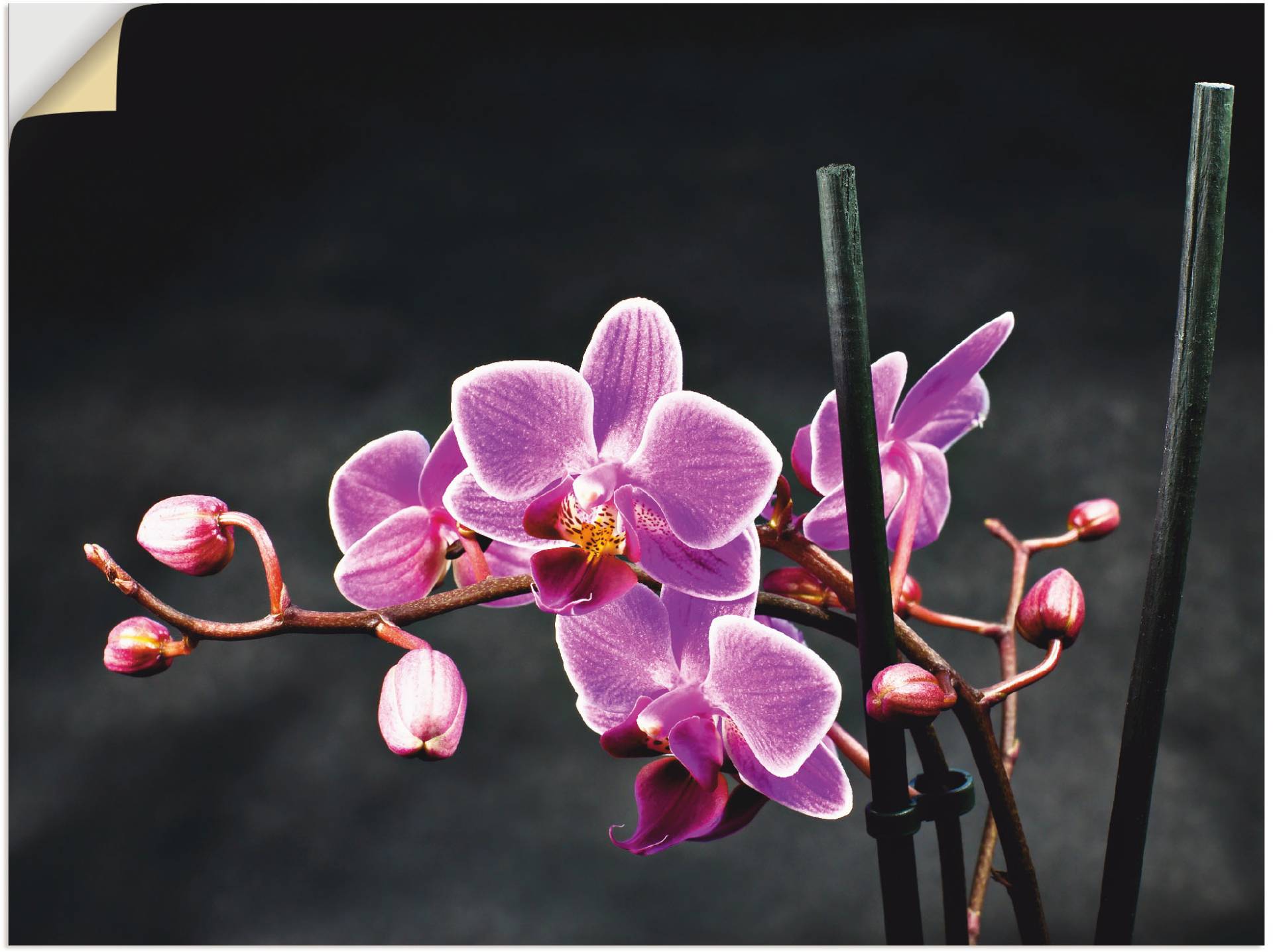 Artland Wandbild »Eine Orchidee vor schwarzem Hintergrund«, Blumen, (1 St.), als Leinwandbild, Poster, Wandaufkleber in verschied. Grössen Artland Wandbild »Eine Orchidee vor schwarzem Hintergrund«, Blumen, (1 St.), als Leinwandbild, Poster, Wandaufkleber in verschied. Grössen von Artland