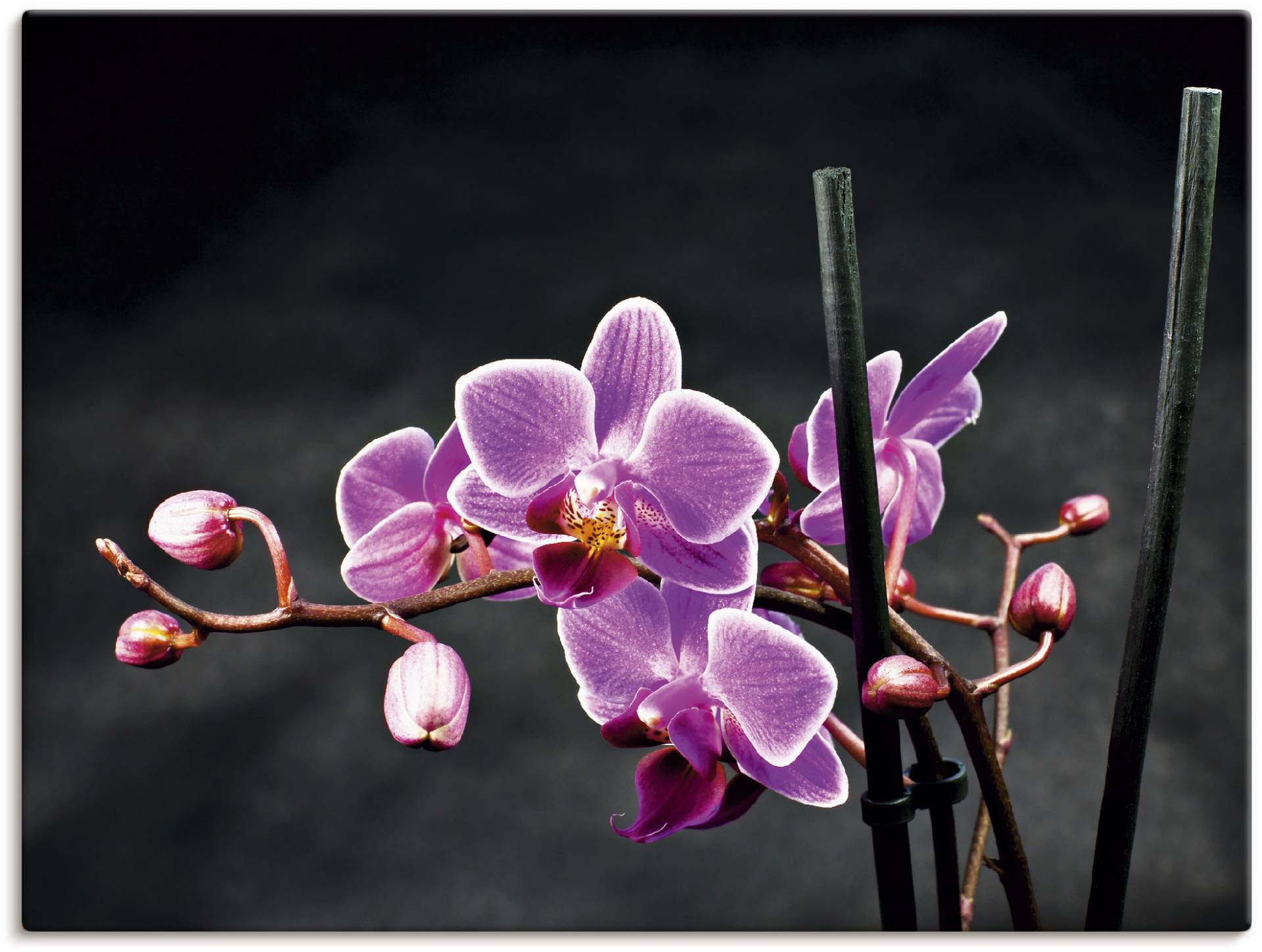 Artland Wandbild »Eine Orchidee vor schwarzem Hintergrund«, Blumen, (1 St.), als Leinwandbild, Poster, Wandaufkleber in verschied. Grössen Artland Wandbild »Eine Orchidee vor schwarzem Hintergrund«, Blumen, (1 St.), als Leinwandbild, Poster, Wandaufkleber in verschied. Grössen von Artland