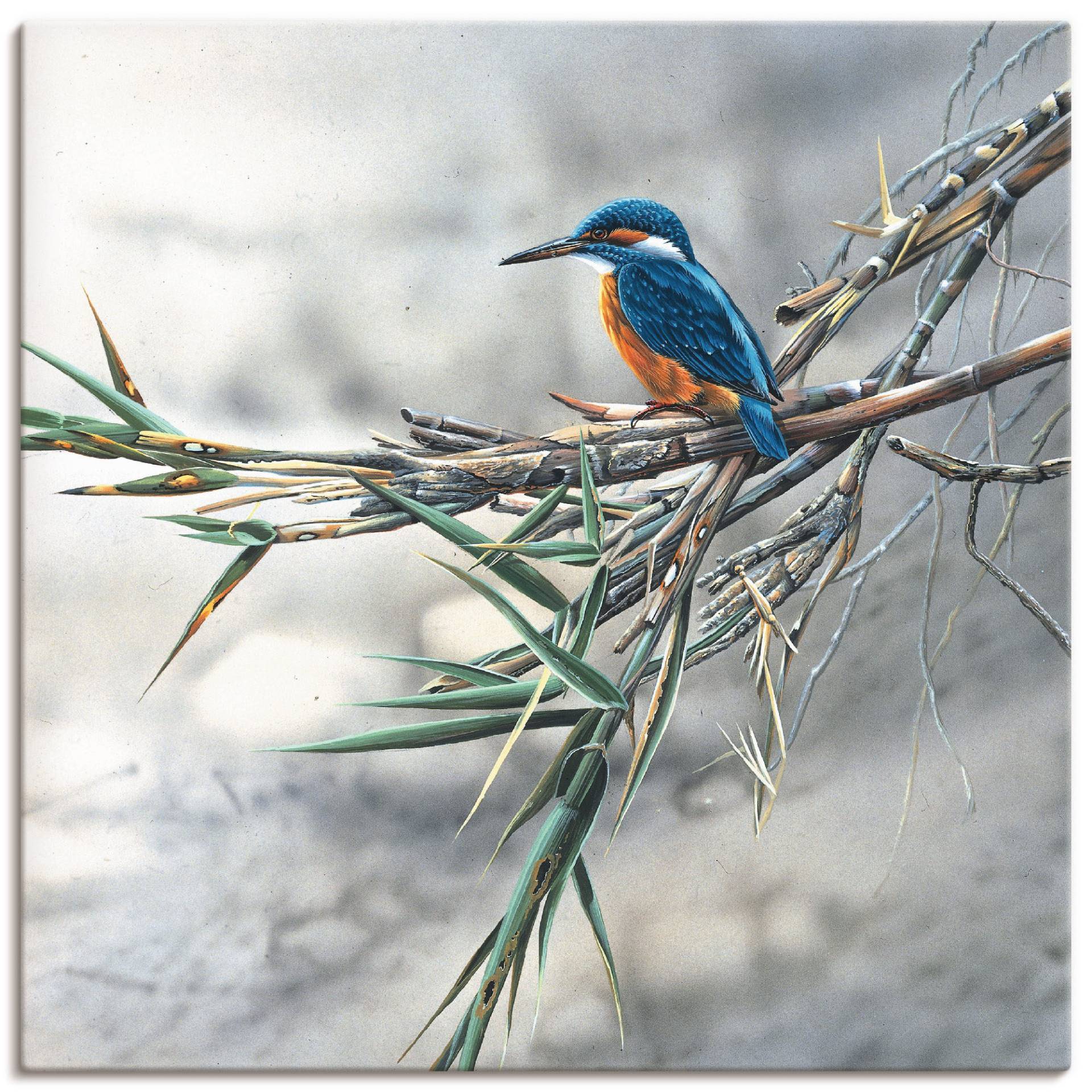 Artland Wandbild »Eisvogel I«, Vögel, (1 St.), als Leinwandbild, Poster, Wandaufkleber in verschied. Grössen von Artland