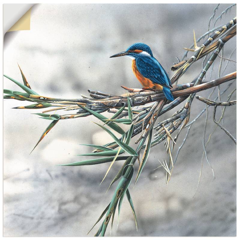 Artland Wandbild »Eisvogel I«, Vögel, (1 St.), als Leinwandbild, Poster, Wandaufkleber in verschied. Grössen von Artland