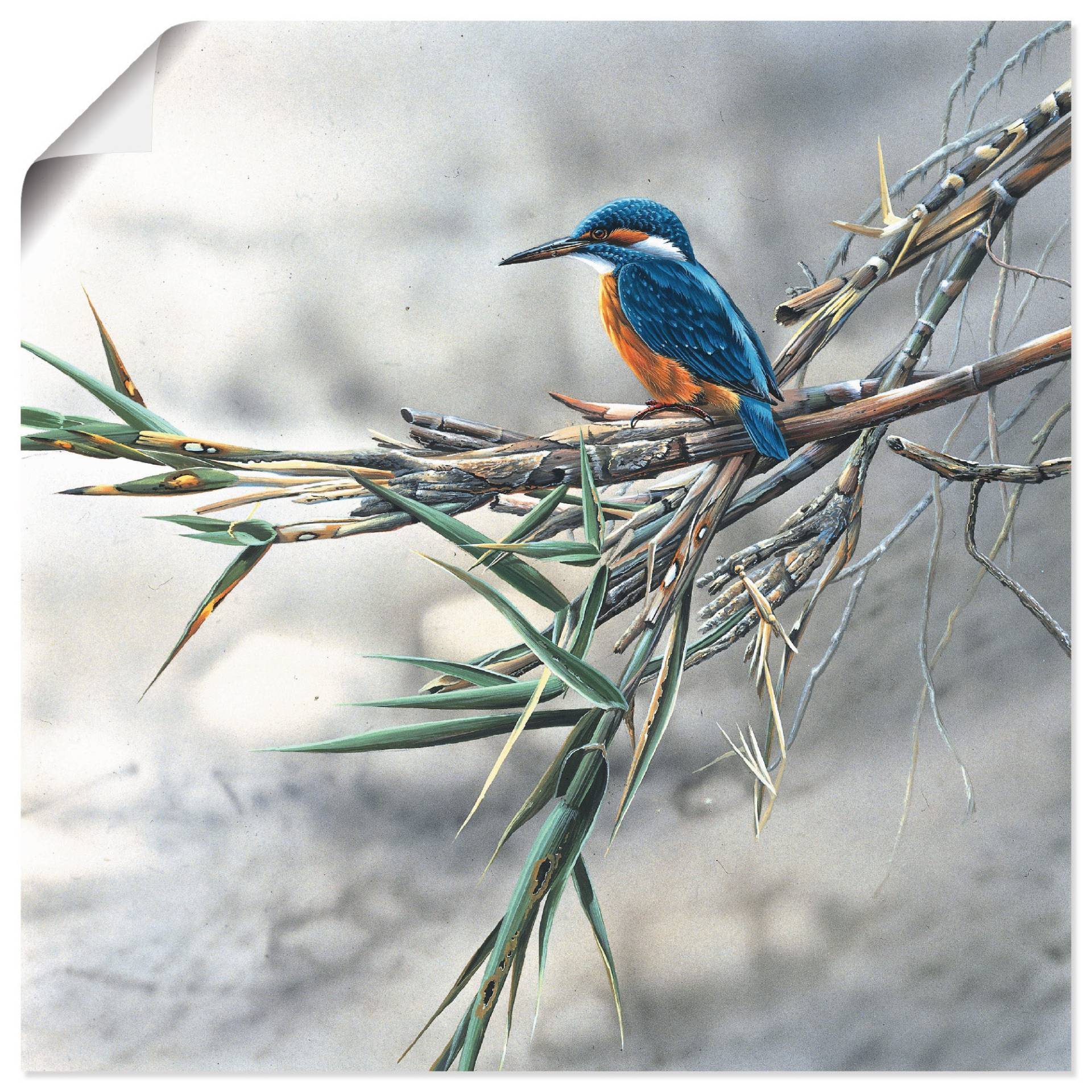 Artland Wandbild »Eisvogel I«, Vögel, (1 St.), als Leinwandbild, Poster, Wandaufkleber in verschied. Grössen von Artland