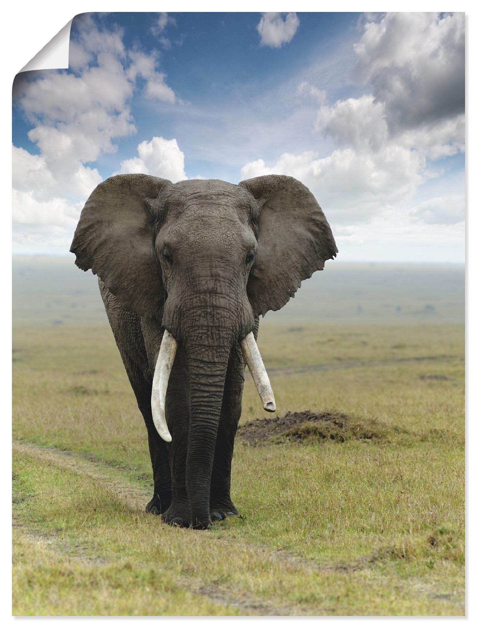 Artland Wandbild »Elefant«, Wildtiere, (1 St.), als Alubild, Outdoorbild, Leinwandbild, Poster in verschied. Grössen von Artland