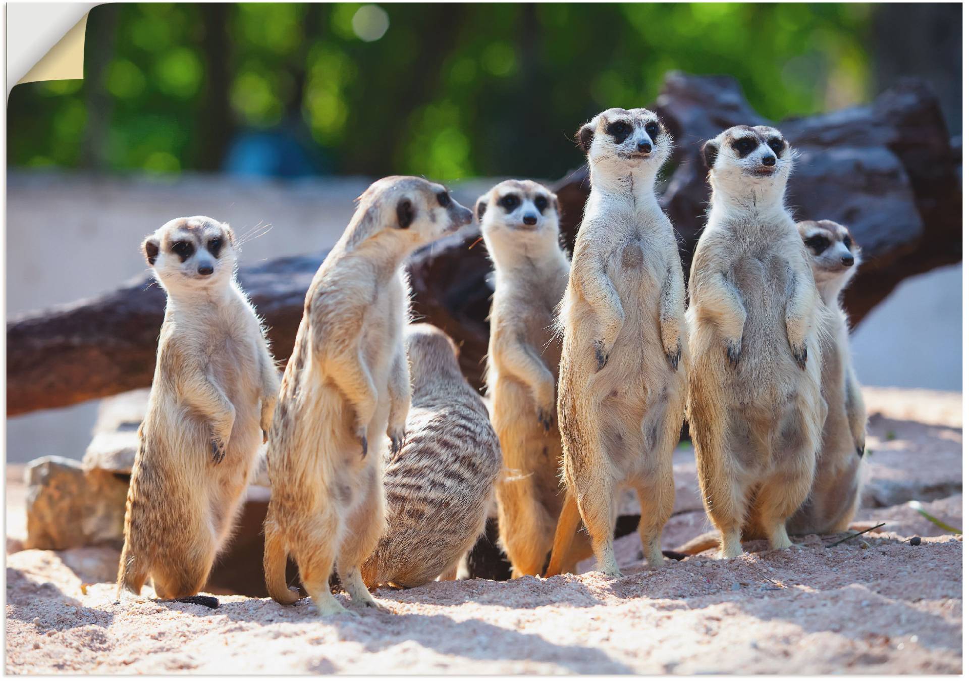 Artland Wandbild »Erdmännchenfamilie«, Wildtiere, (1 St.), als Poster, Wandaufkleber in verschied. Grössen von Artland