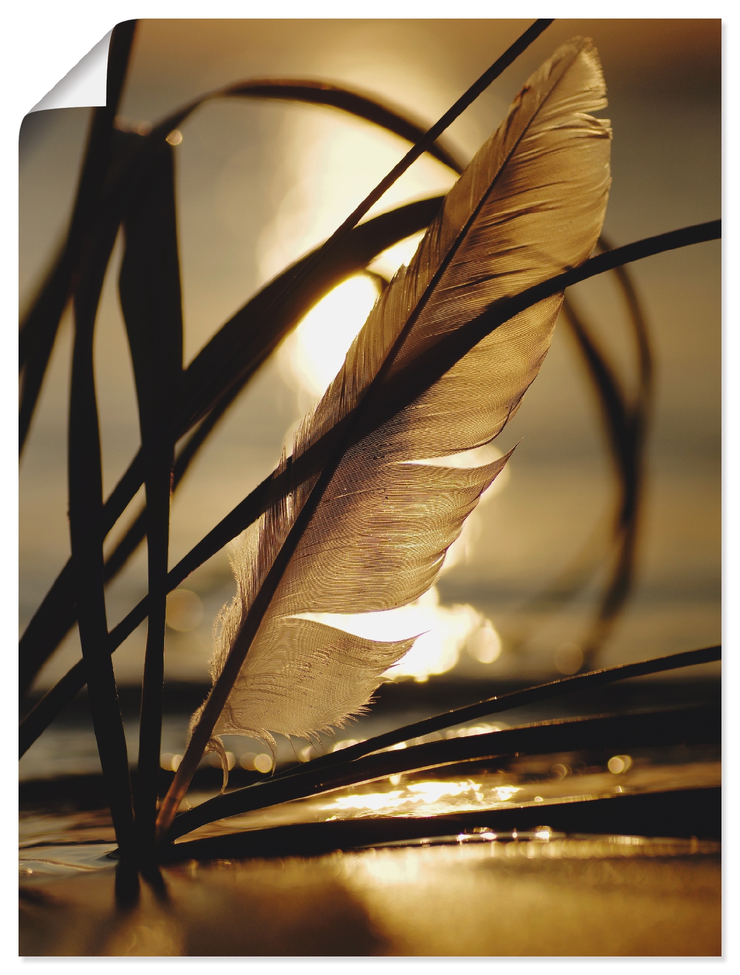 Artland Wandbild »Feder im Abendlicht«, Gräser, (1 St.), als Leinwandbild, Poster, Wandaufkleber in verschied. Grössen von Artland