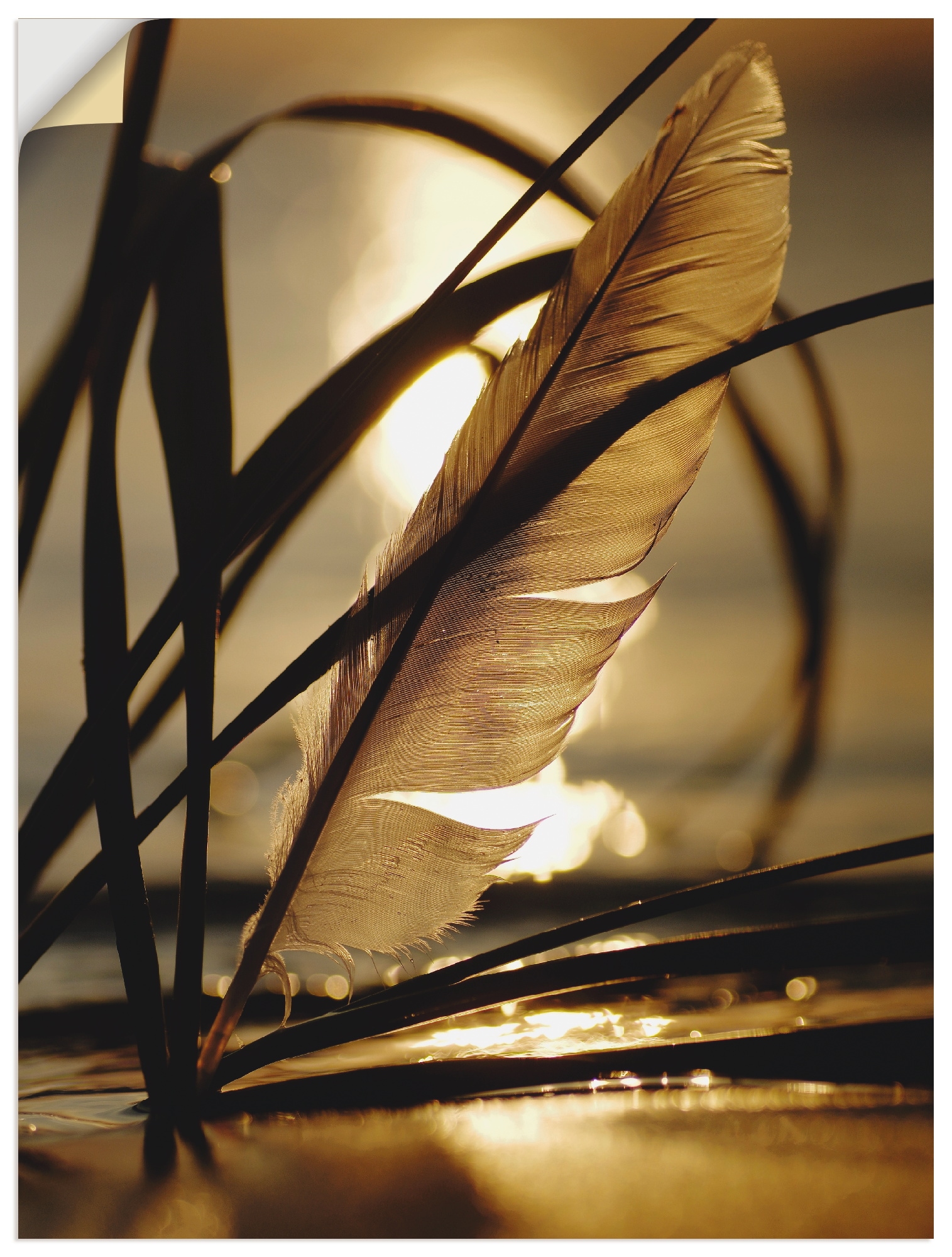 Artland Wandbild »Feder im Abendlicht«, Gräser, (1 St.), als Leinwandbild, Poster, Wandaufkleber in verschied. Grössen von Artland