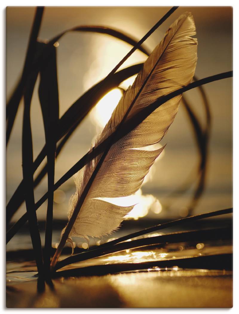 Artland Wandbild »Feder im Abendlicht«, Gräser, (1 St.), als Leinwandbild, Poster, Wandaufkleber in verschied. Grössen von Artland