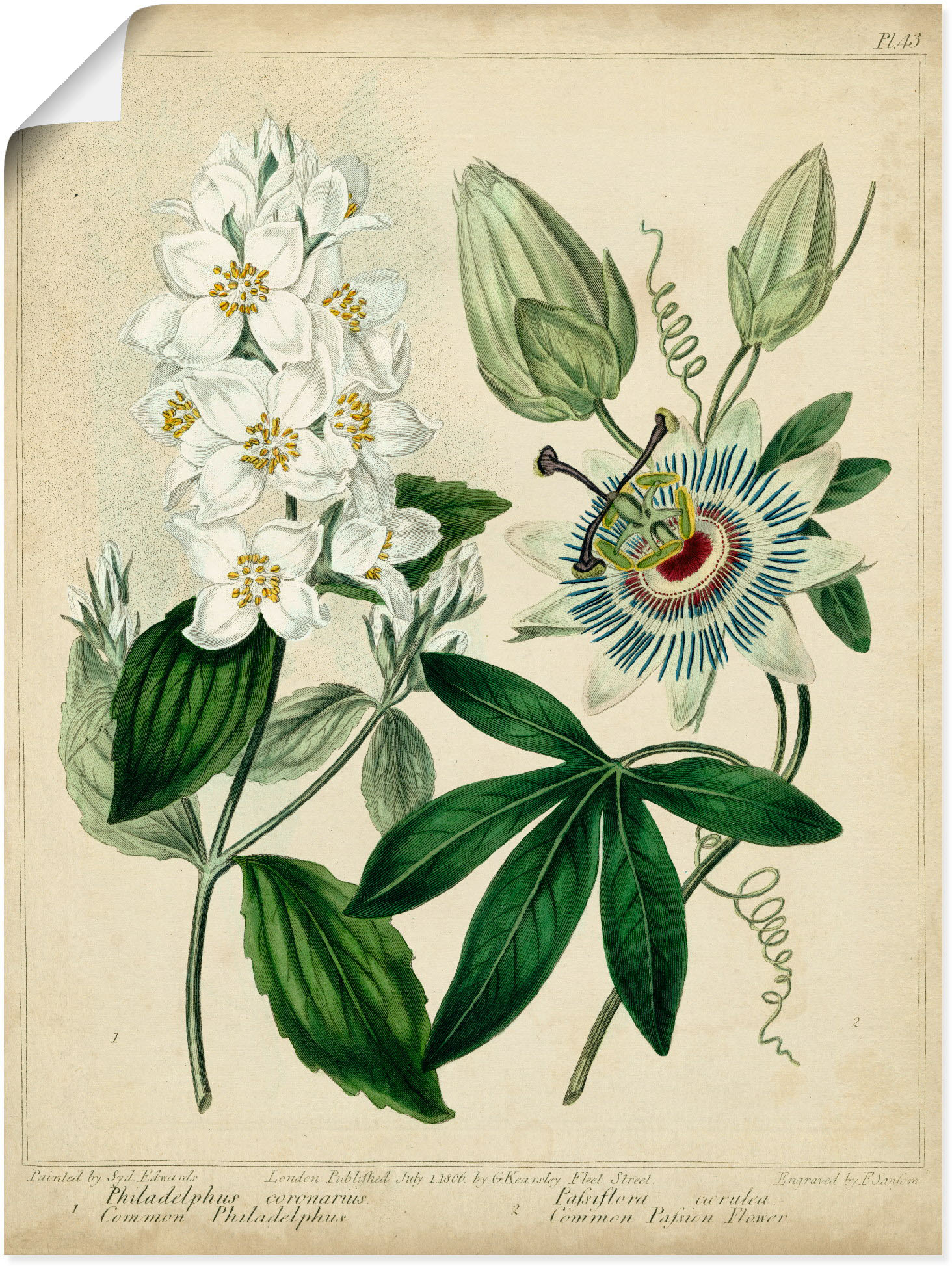 Artland Wandbild »Federnelke II«, Blumen, (1 St.), als Leinwandbild, Poster in verschied. Grössen von Artland