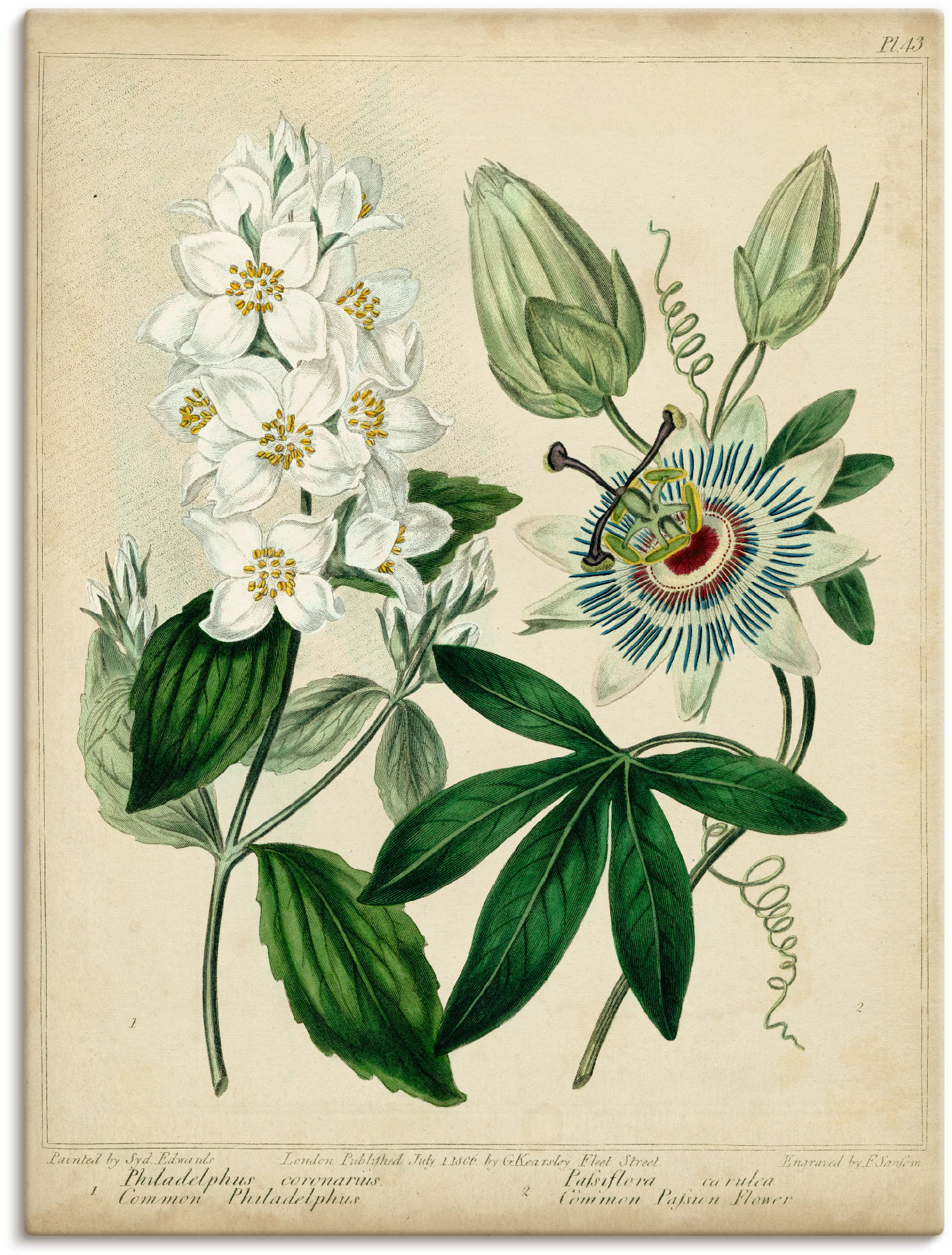 Artland Wandbild »Federnelke II«, Blumen, (1 St.), als Leinwandbild, Poster in verschied. Grössen von Artland