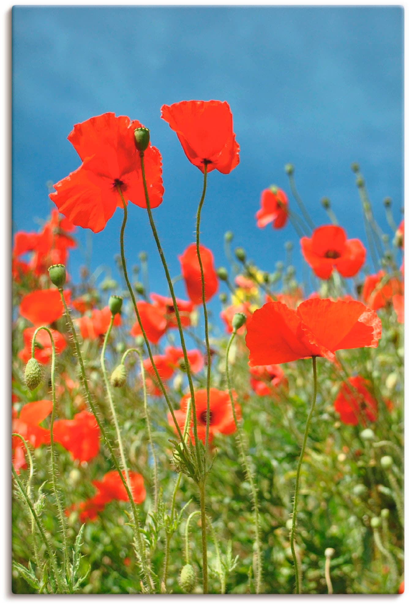 Artland Leinwandbild »Feld mit rotem Klatschmohn«, Blumen, (1 St.), auf Keilrahmen gespannt von Artland