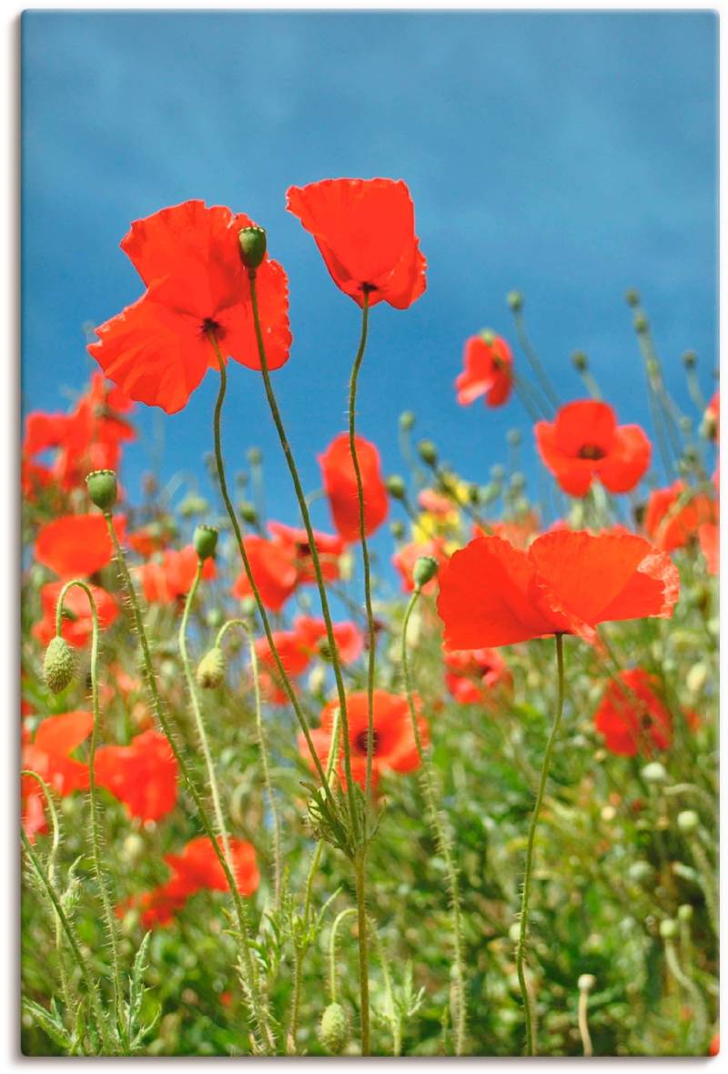 Artland Leinwandbild »Feld mit rotem Klatschmohn«, Blumen, (1 St.), auf Keilrahmen gespannt von Artland