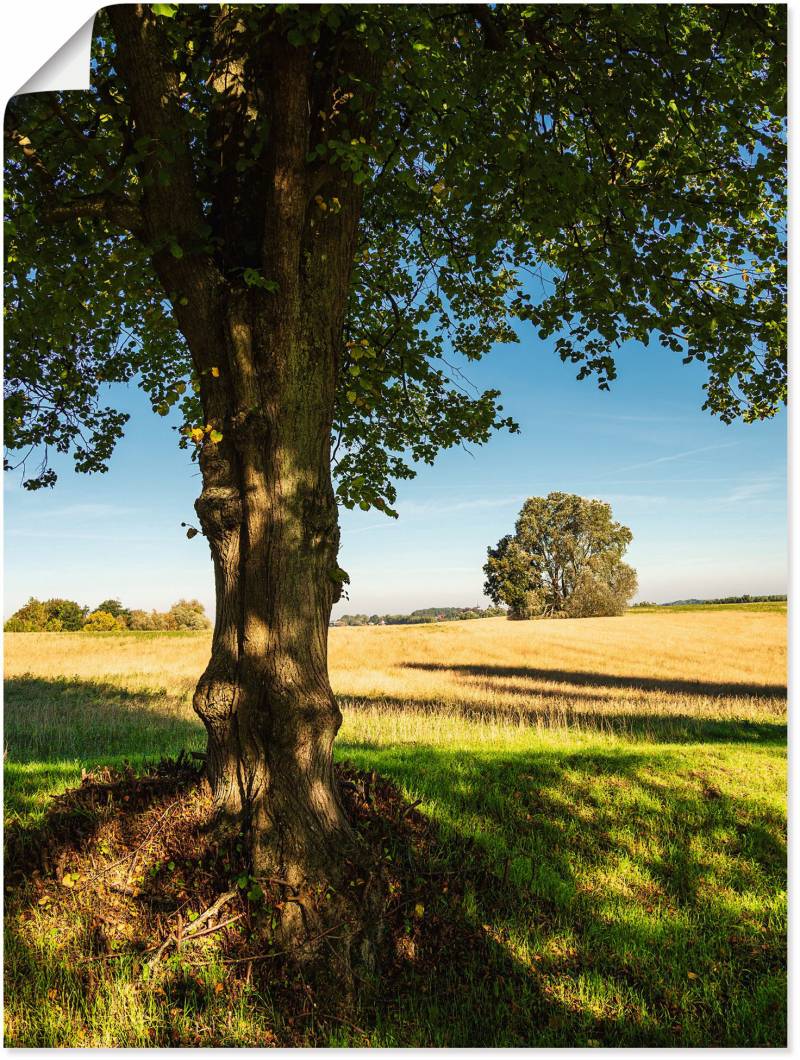 Artland Poster »Feld und Bäumen bei Hohen Demzin«, Felder, (1 St.), als Alubild, Leinwandbild, Wandaufkleber oder Poster in versch. Grössen von Artland