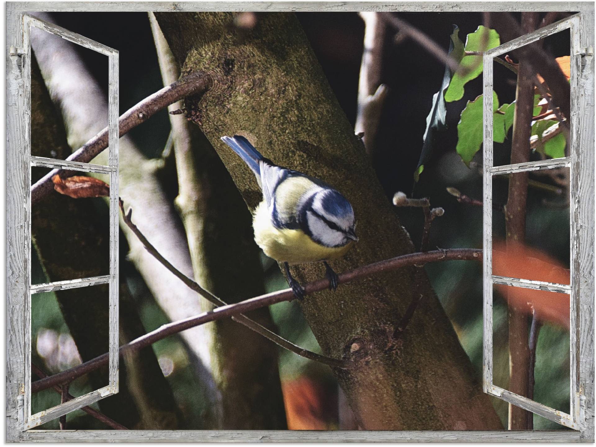 Artland Wandbild »Fensterblick - Blaumeise«, Vögel, (1 St.), als Alubild, Leinwandbild, Wandaufkleber oder Poster in versch. Grössen von Artland