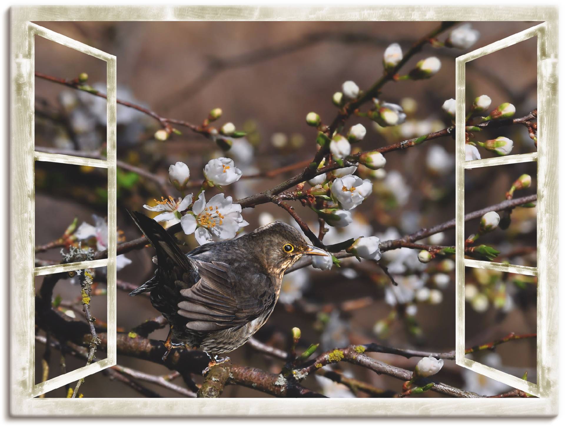 Artland Wandbild »Fensterblick - Kirschblüten mit Amsel«, Vögel, (1 St.), als Alubild, Outdoorbild, Leinwandbild in verschied. Grössen von Artland