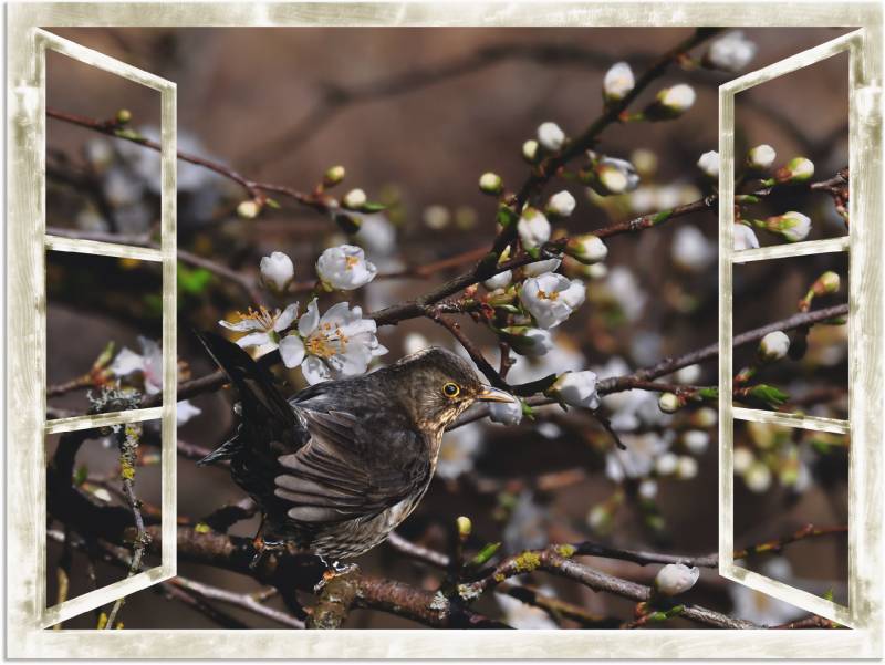 Artland Wandbild »Fensterblick - Kirschblüten mit Amsel«, Vögel, (1 St.), als Alubild, Outdoorbild, Leinwandbild in verschied. Grössen von Artland