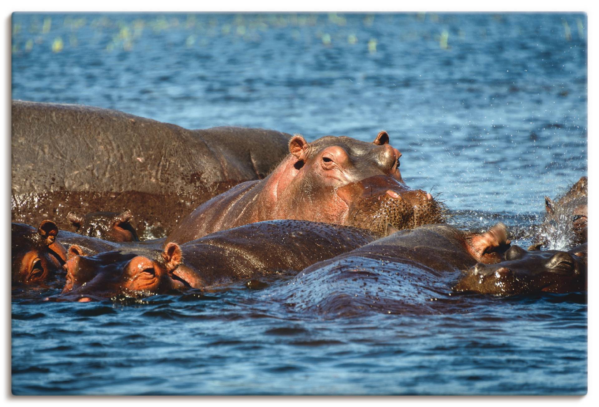 Artland Wandbild »Flusspferde im Chobe Fluss«, Wildtiere, (1 St.), als Alubild, Leinwandbild, Wandaufkleber oder Poster in versch. Grössen von Artland